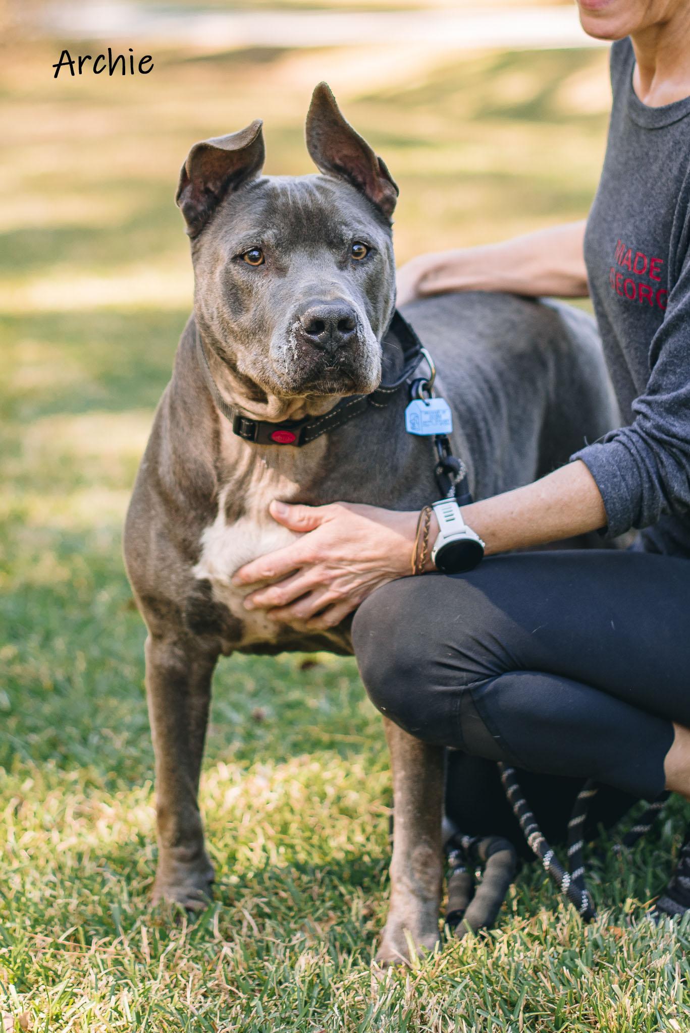 Enlarge Archie, a Adoptable mixed breed in Bishop, GA image 3/5