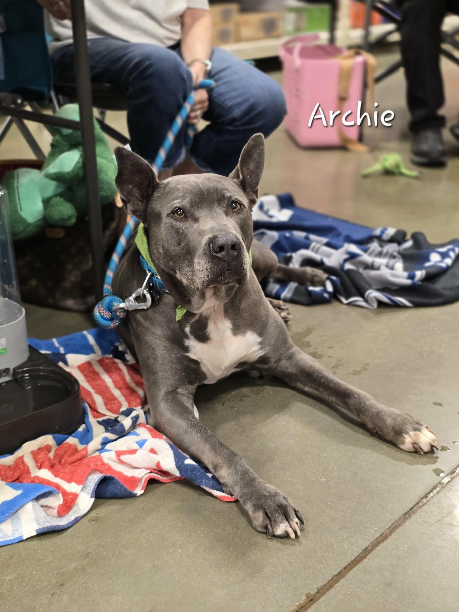 Archie, an adoptable mixed breed in Bishop, GA image 5/6