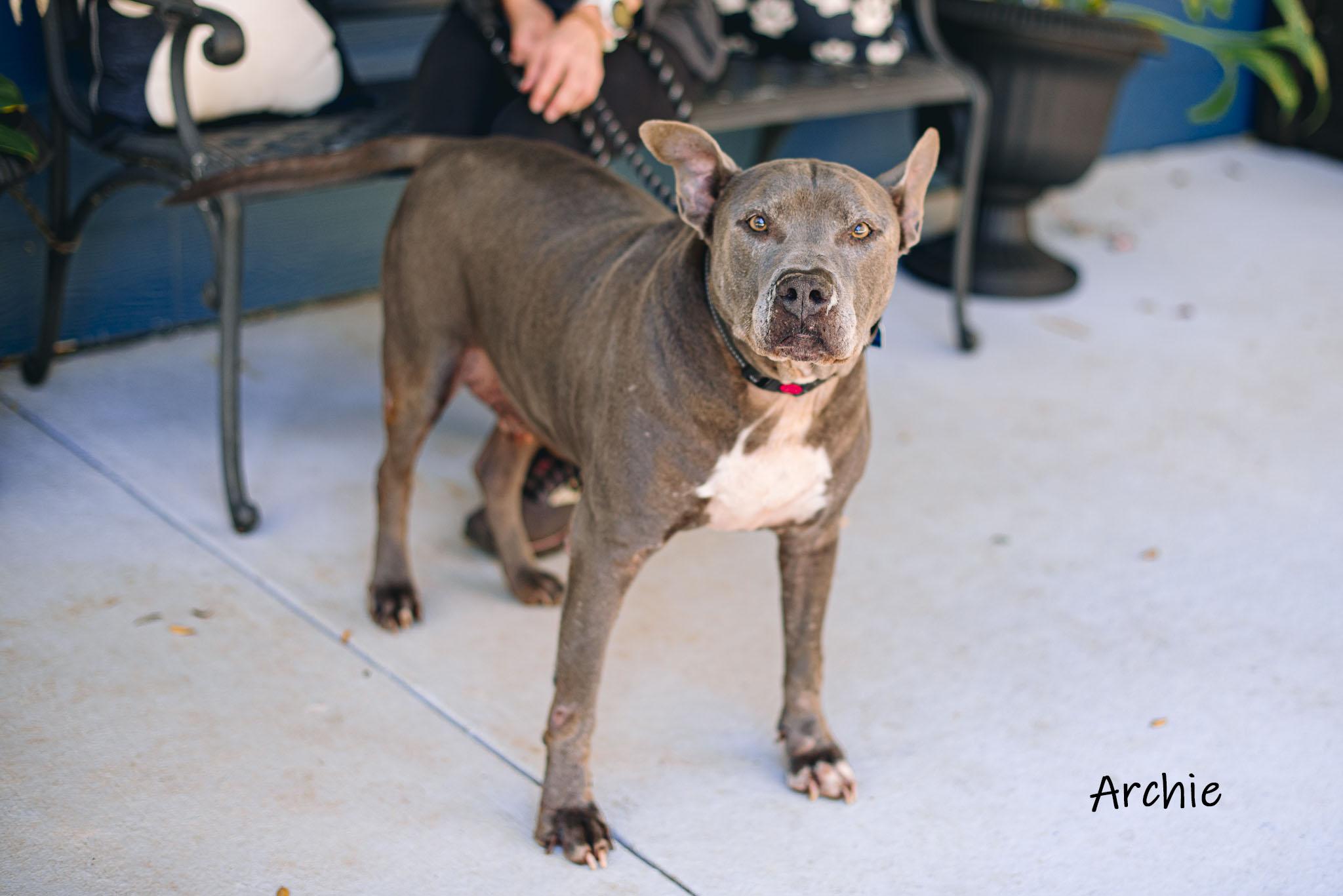 Enlarge Archie, a Adoptable mixed breed in Bishop, GA image 4/5