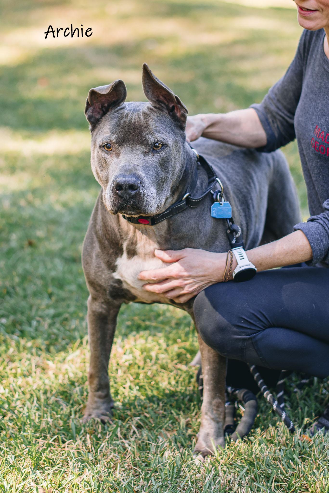 Enlarge Archie, a Adoptable mixed breed in Bishop, GA image 1/5