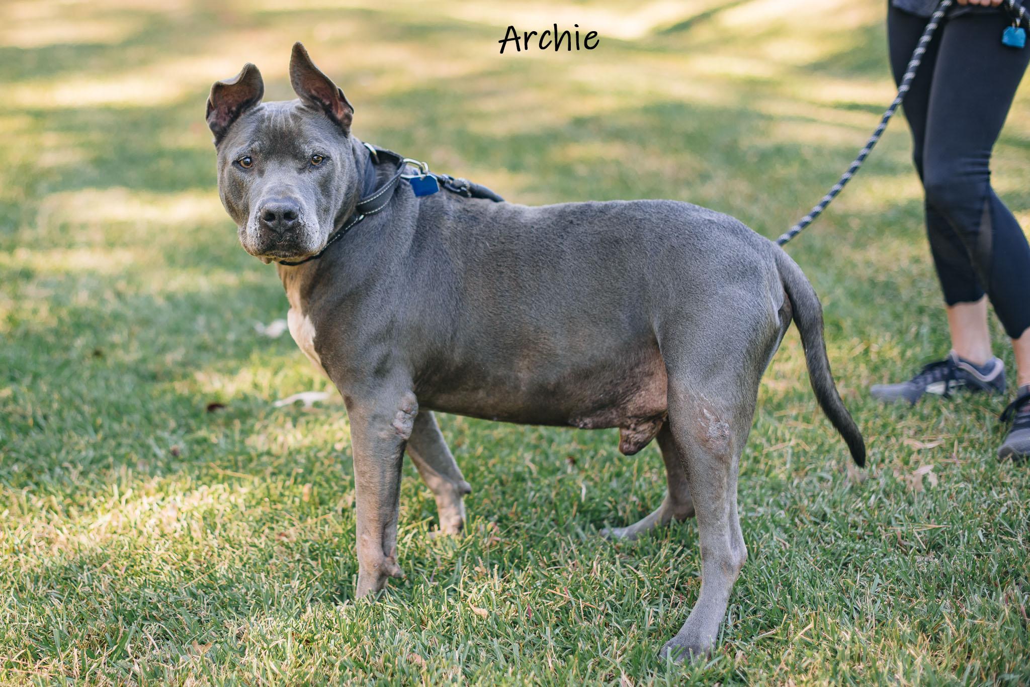 Enlarge Archie, a Adoptable mixed breed in Bishop, GA image 5/5