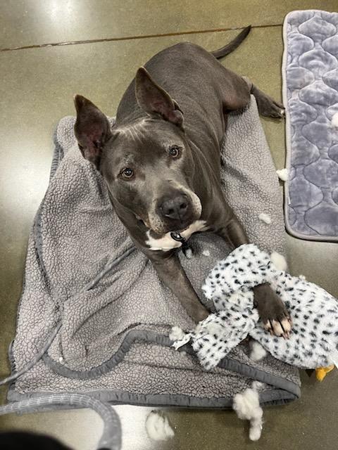 Archie, adoptable, Senior Male Pit Bull Terrier.
