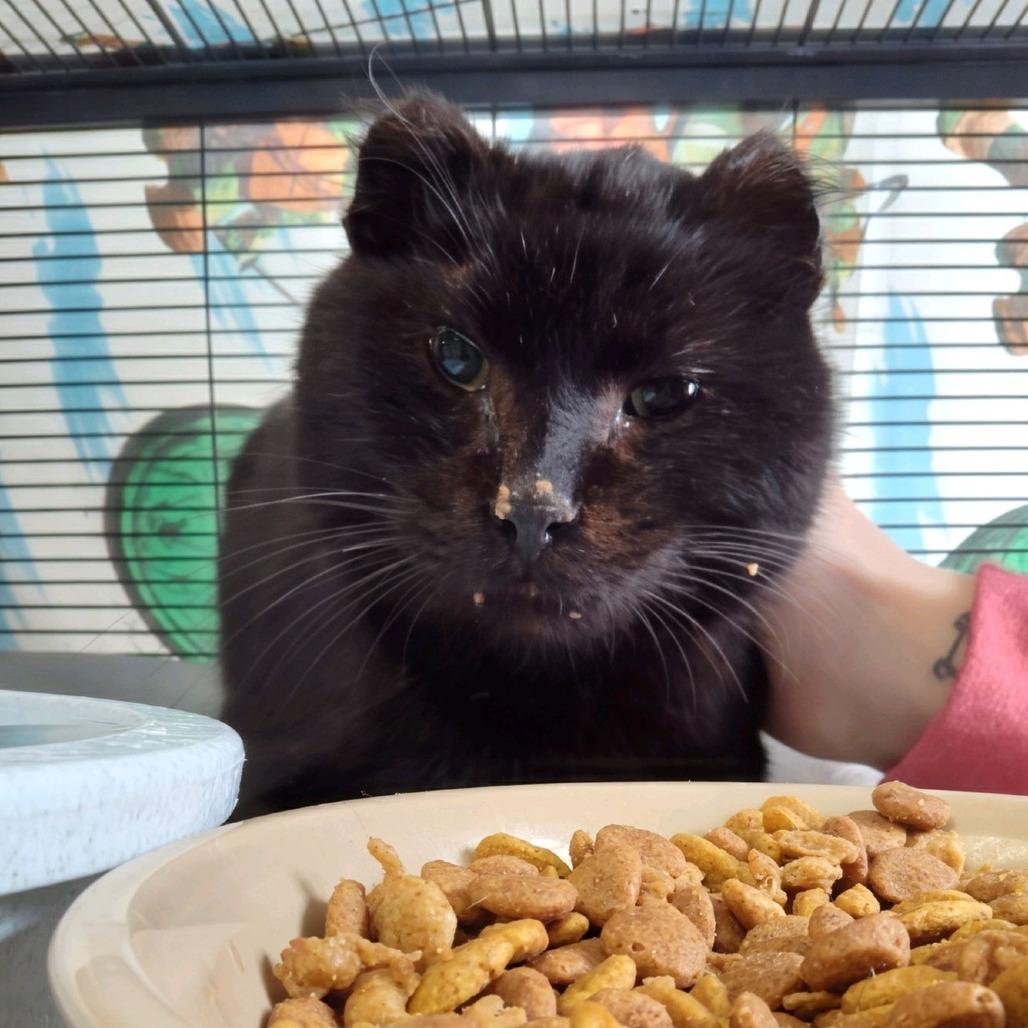 Weasel, Adoptable, Senior Male Domestic Short Hair.