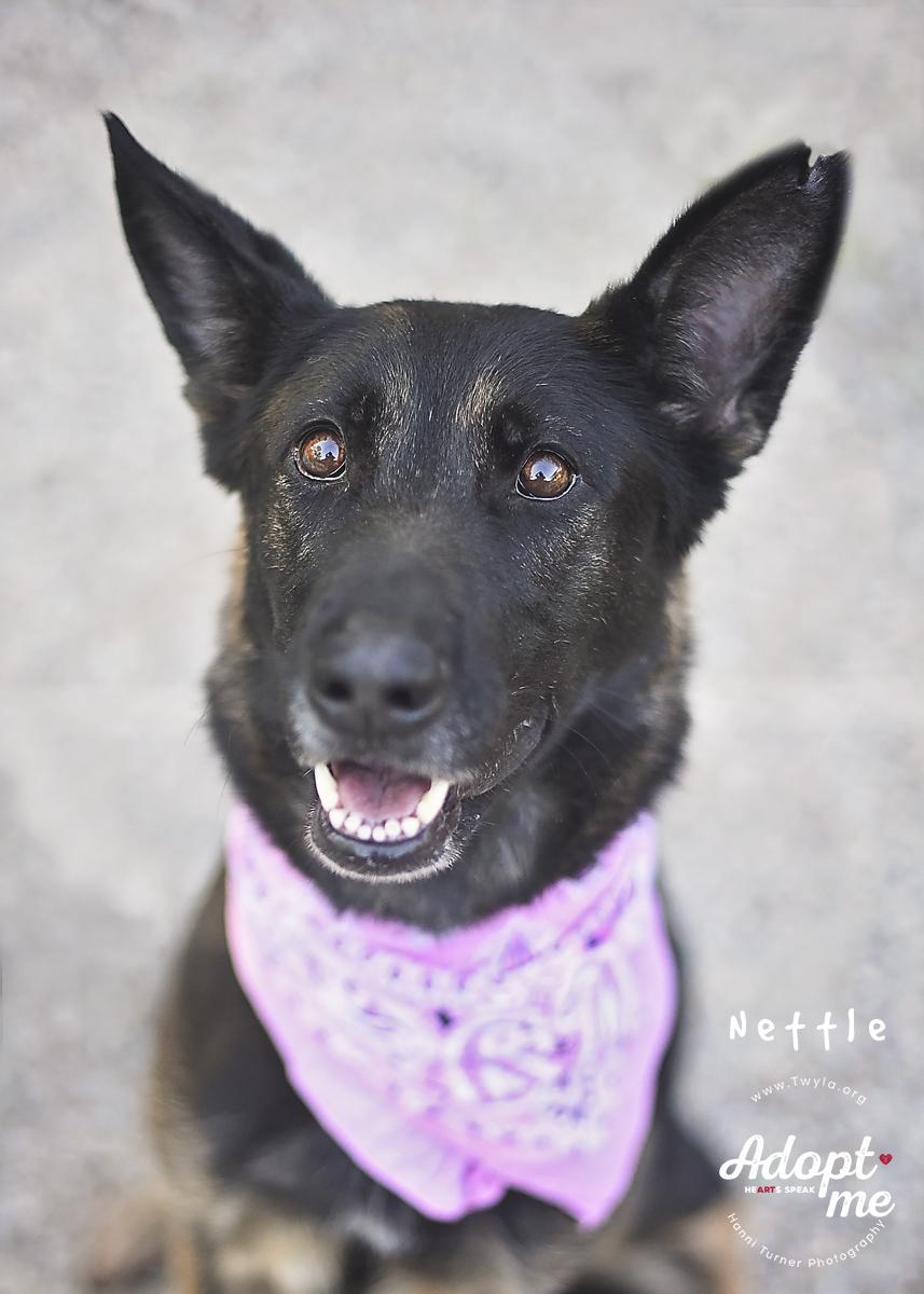 Nettle, Adoptable, Adult Female German Shepherd Dog.