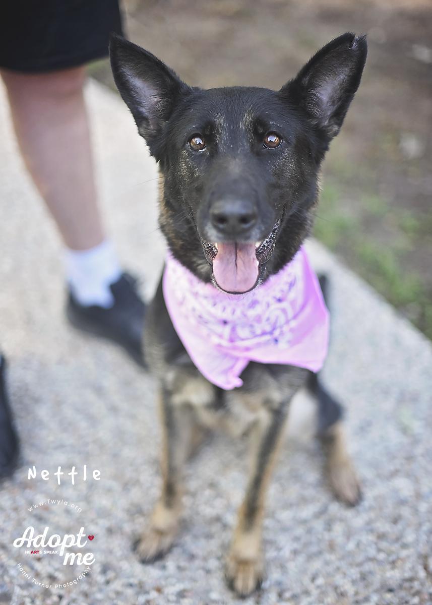 Enlarge Nettle, a Adoptable German Shepherd Dog in Kingwood, TX image 2/6