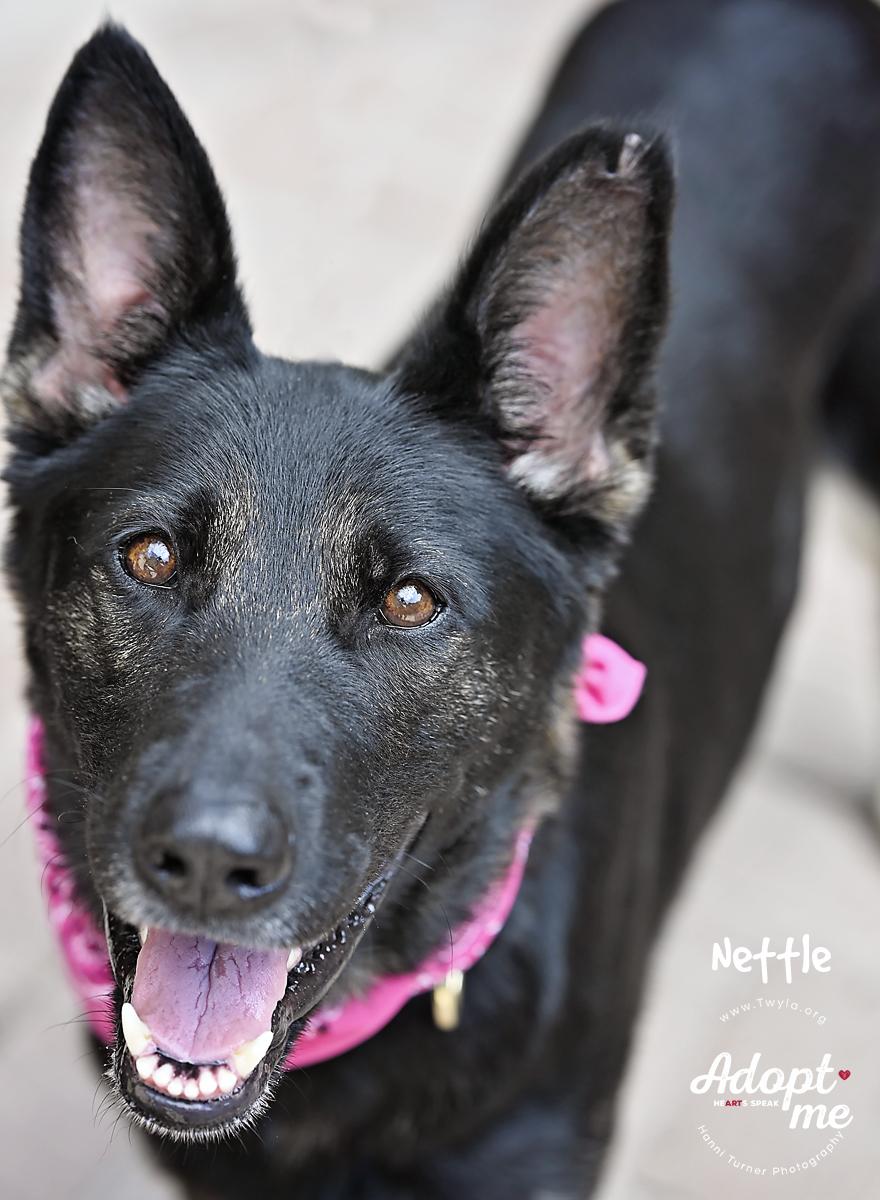Enlarge Nettle, a Adoptable German Shepherd Dog in Kingwood, TX image 5/6