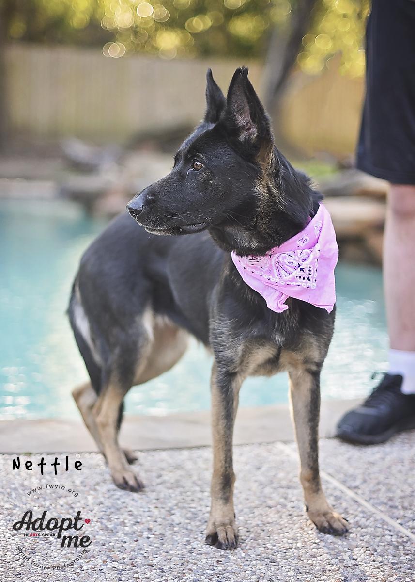 Enlarge Nettle, a Adoptable German Shepherd Dog in Kingwood, TX image 6/6