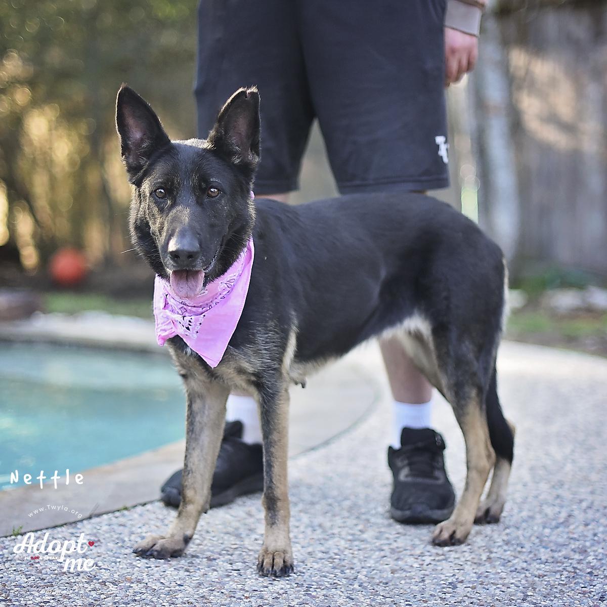 Enlarge Nettle, a Adoptable German Shepherd Dog in Kingwood, TX image 4/6