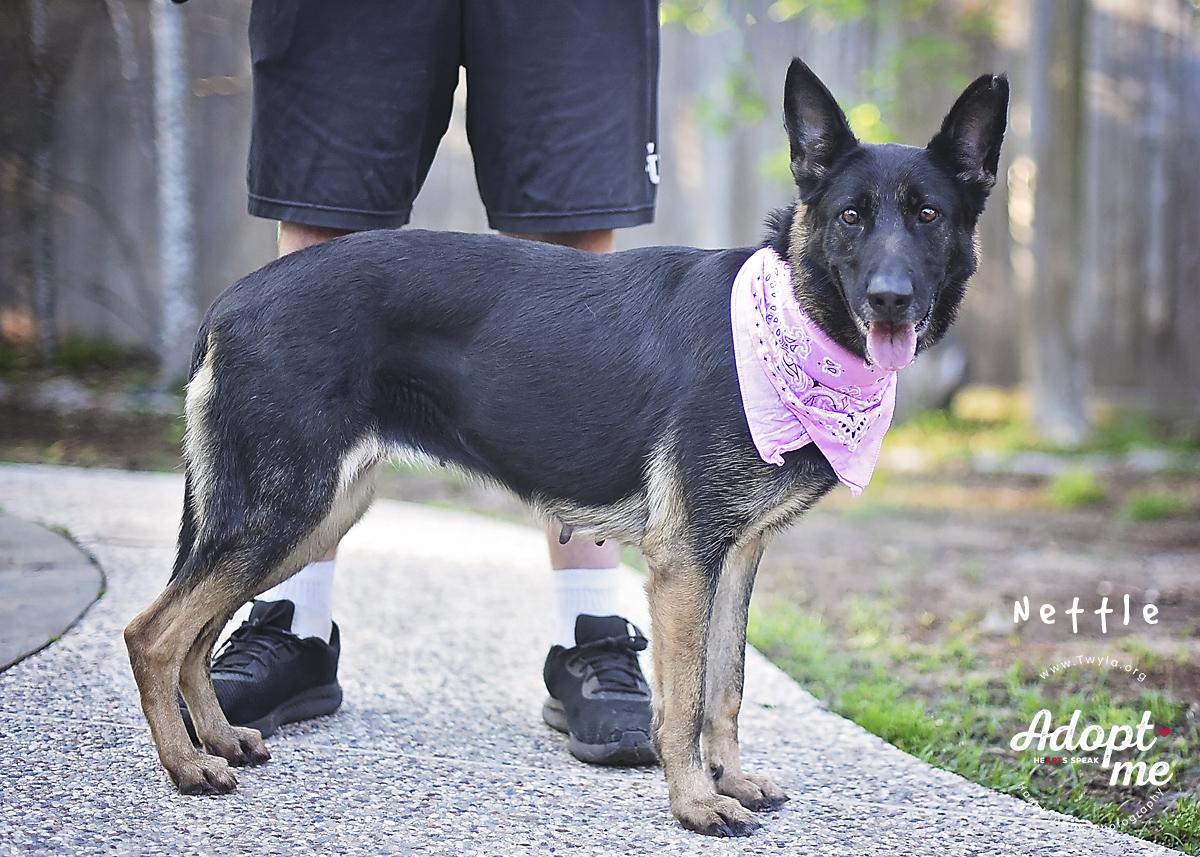 Enlarge Nettle, a Adoptable German Shepherd Dog in Kingwood, TX image 3/6