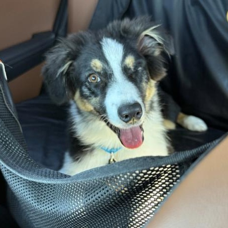 T-Bear, Adopted, Puppy Male Australian Shepherd.