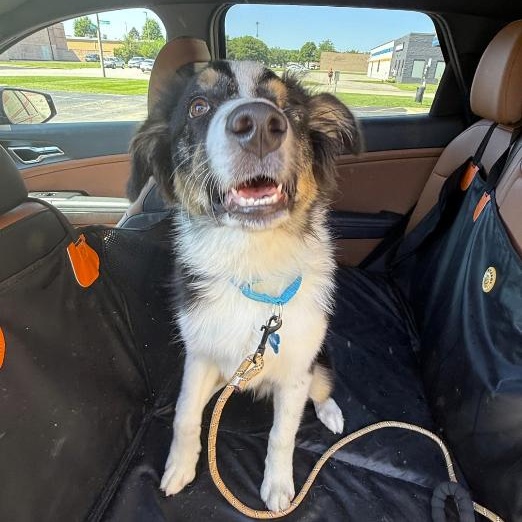 Enlarge T-Bear, a Adopted Australian Shepherd in Naperville, IL image 3/5