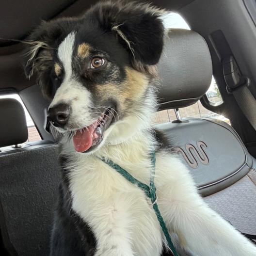 Enlarge T-Bear, a Adopted Australian Shepherd in Naperville, IL image 4/5