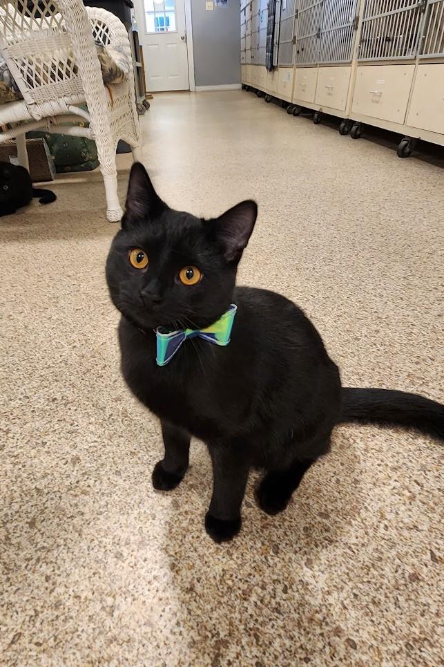 Dorothy, ADOPTABLE, Young Female Domestic Short Hair.