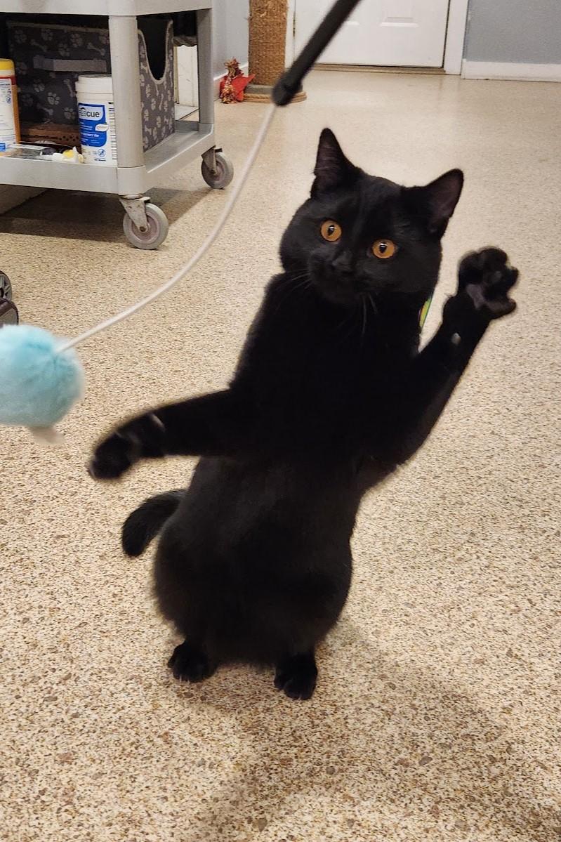 Enlarge Dorothy, a ADOPTABLE Domestic Short Hair in Elizabeth, IL image 3/5