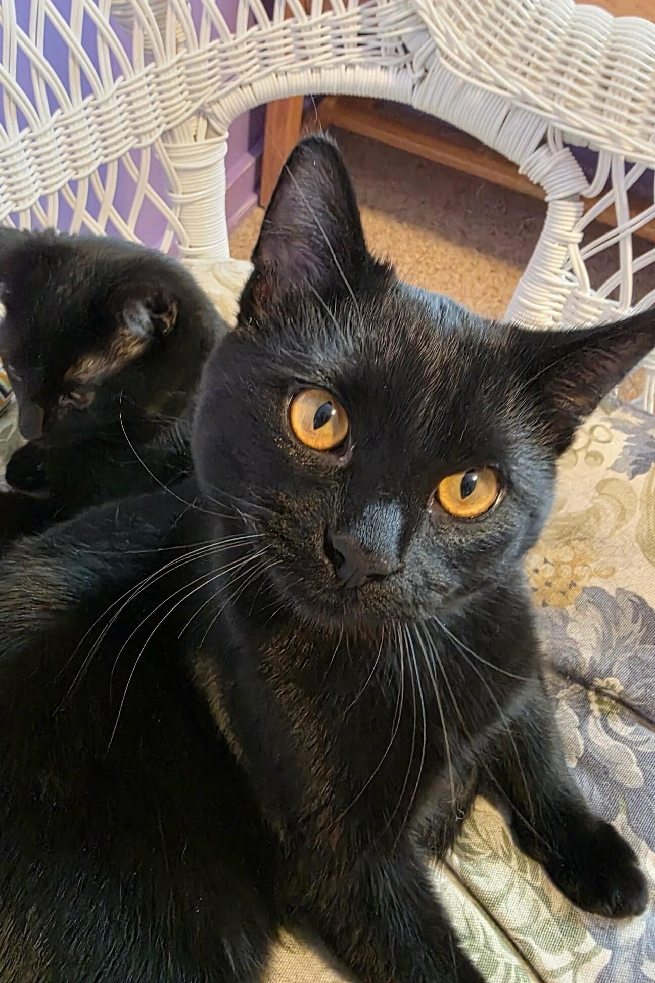 Enlarge Dorothy, a ADOPTABLE Domestic Short Hair in Elizabeth, IL image 2/5