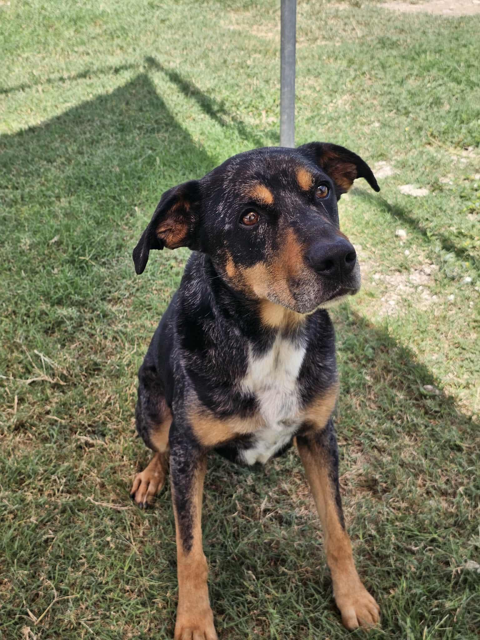 Patches, a Adoptable mixed breed in San Angelo , TX image 1/6