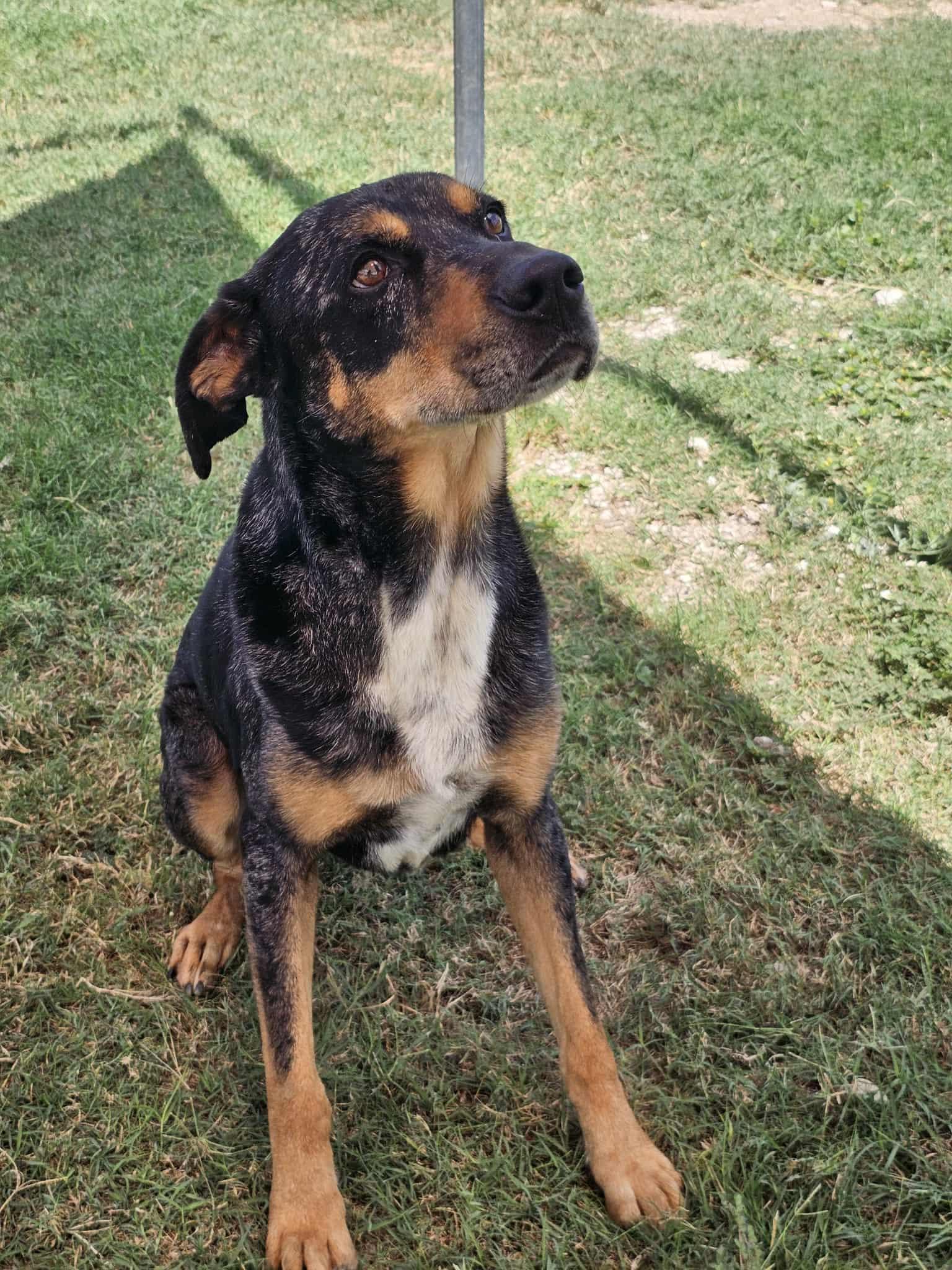 Patches, a Adoptable mixed breed in San Angelo , TX image 2/6