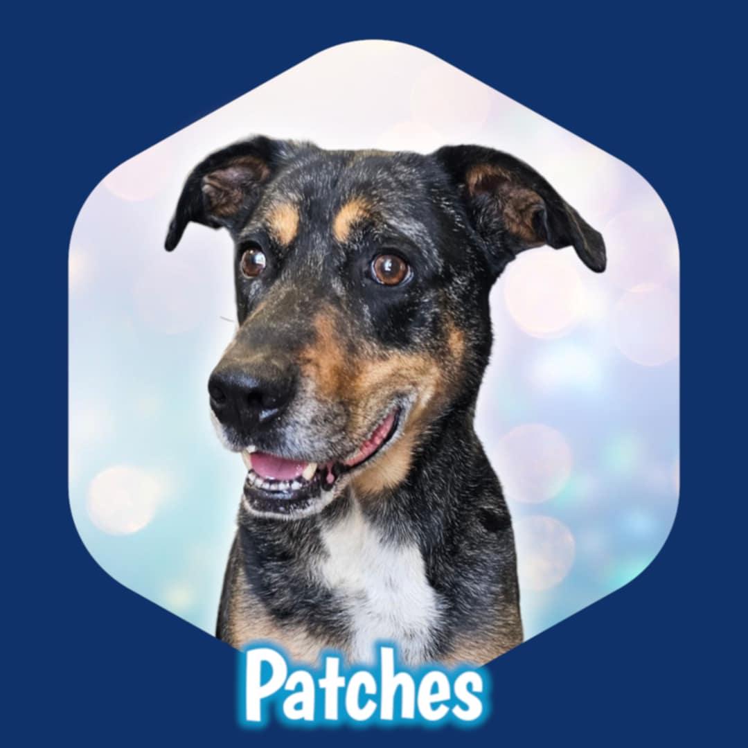 Patches, a Adoptable mixed breed in San Angelo , TX image 3/6