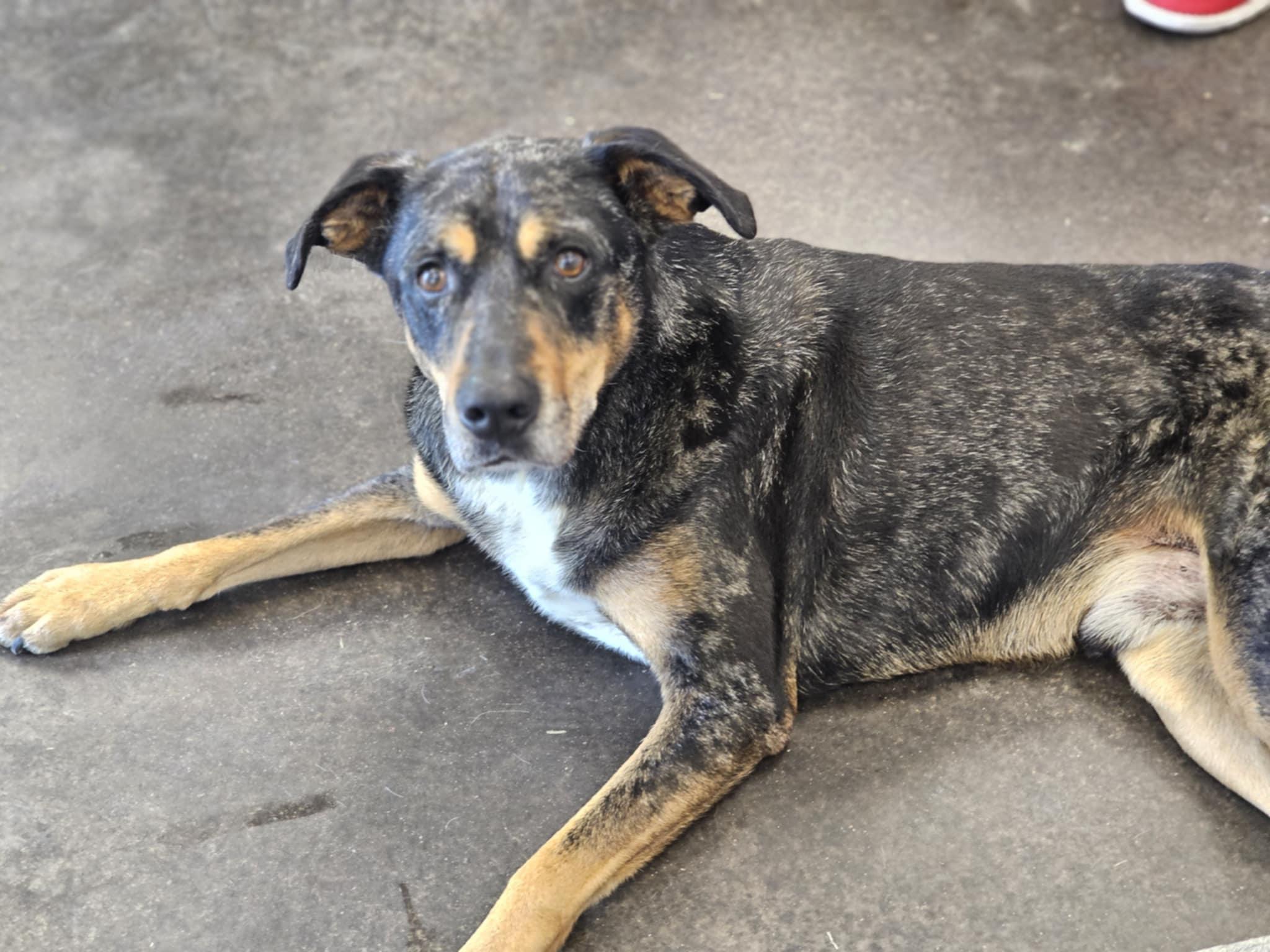 Enlarge Patches, a Adoptable mixed breed in San Angelo , TX image 4/6