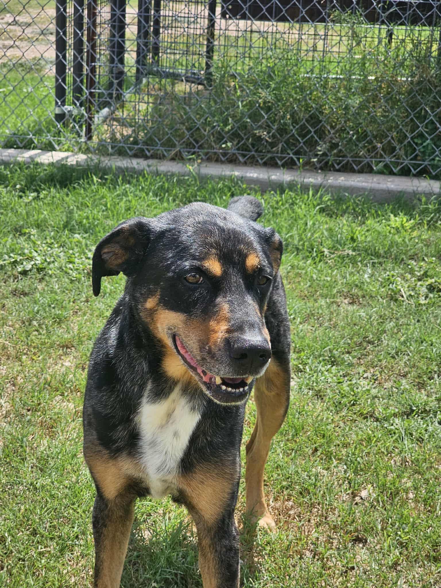 Patches, a Adoptable mixed breed in San Angelo , TX image 4/6