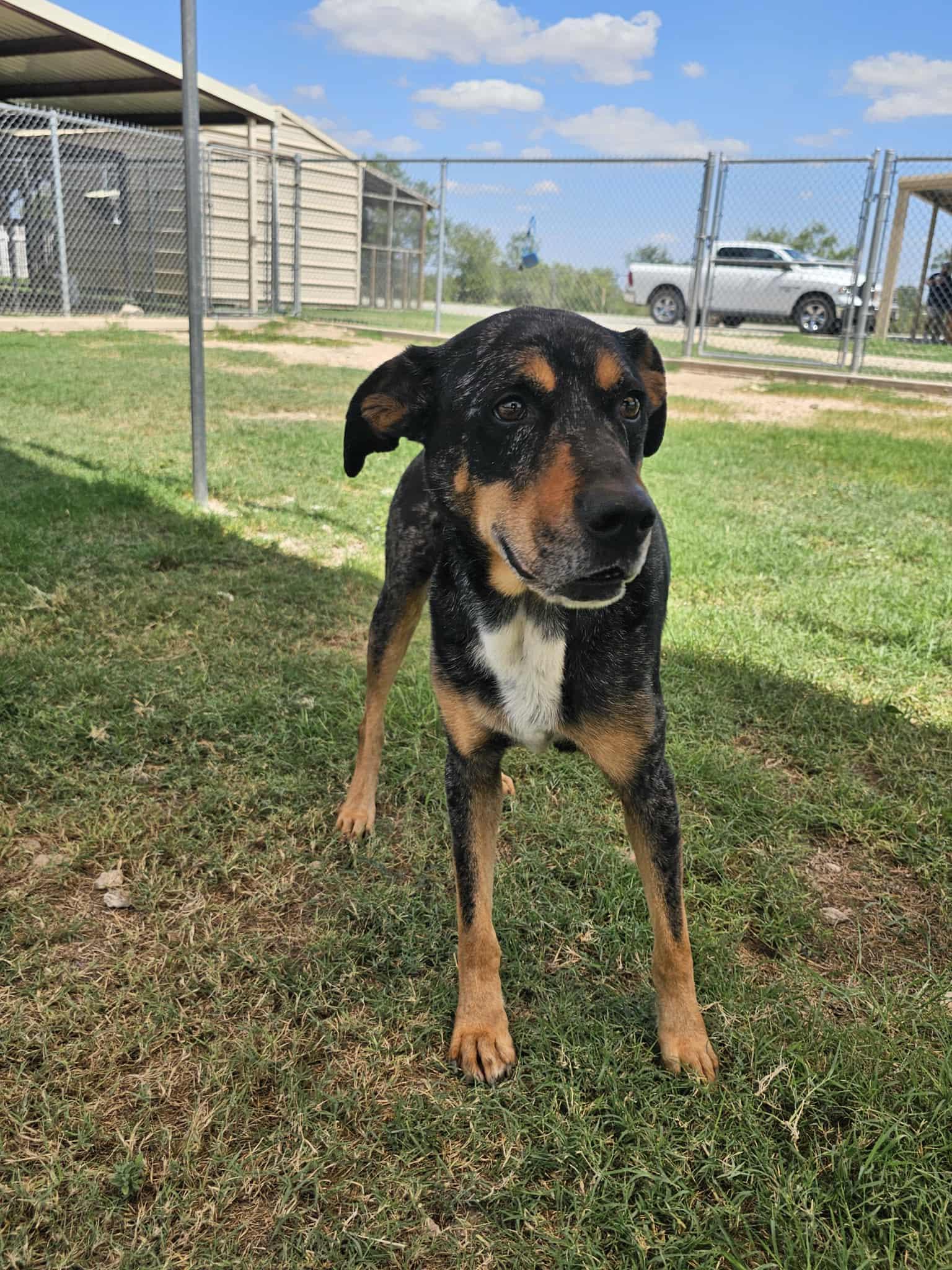 Patches, a Adoptable mixed breed in San Angelo , TX image 5/6