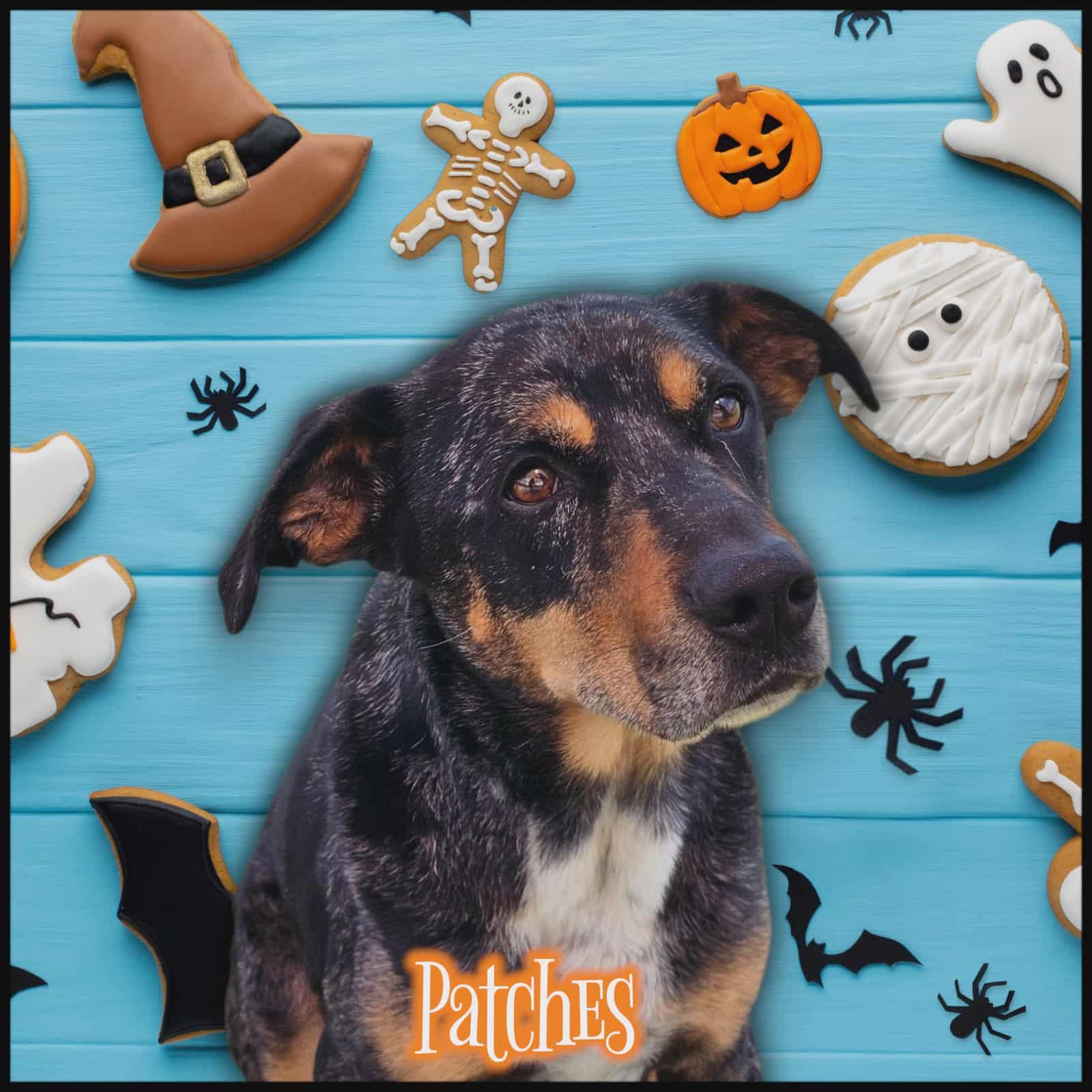 Patches, a Adoptable mixed breed in San Angelo , TX image 6/6