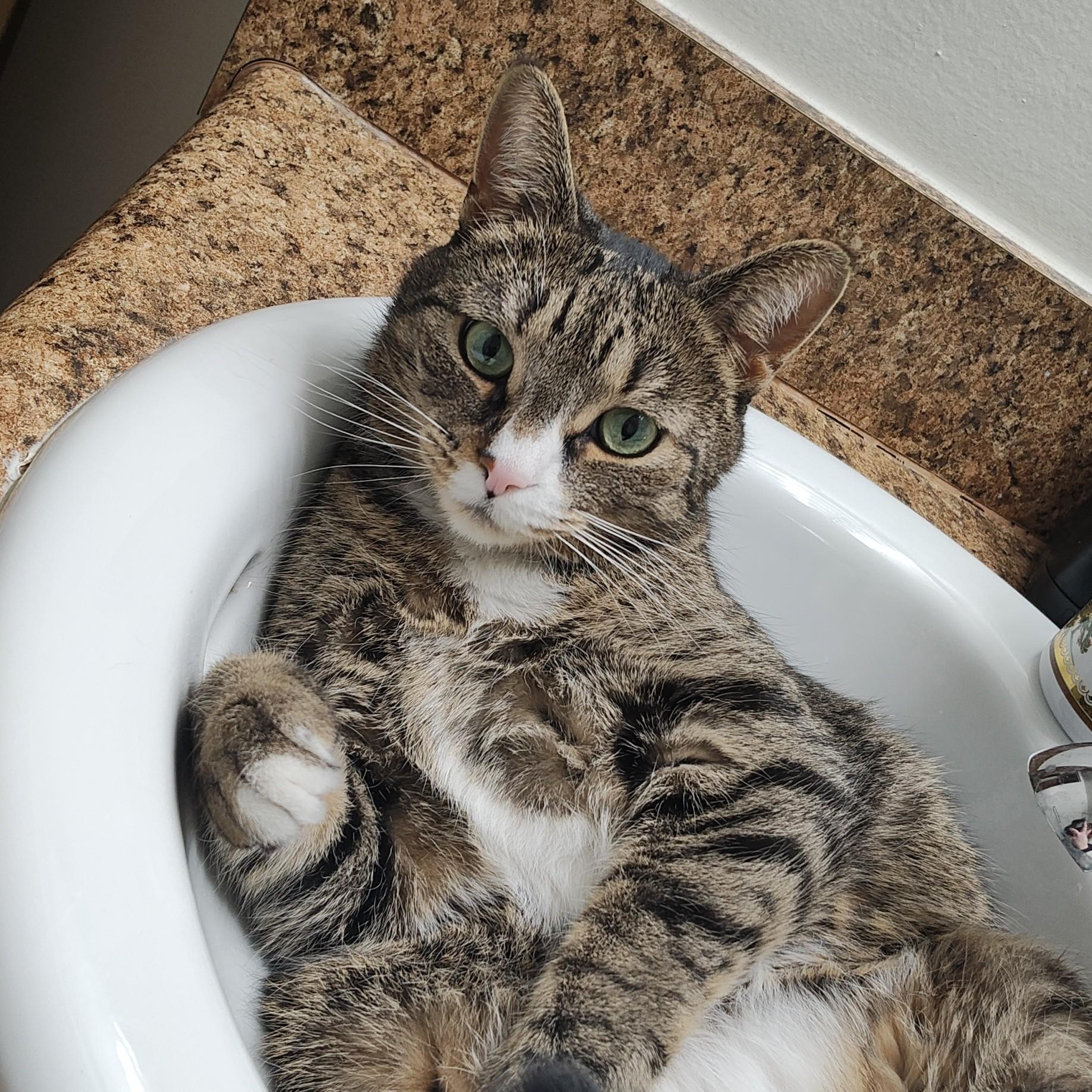 Enlarge Mr. Spice Courtesy Listed, a ADOPTABLE Domestic Short Hair in Midland, MI image 1/5