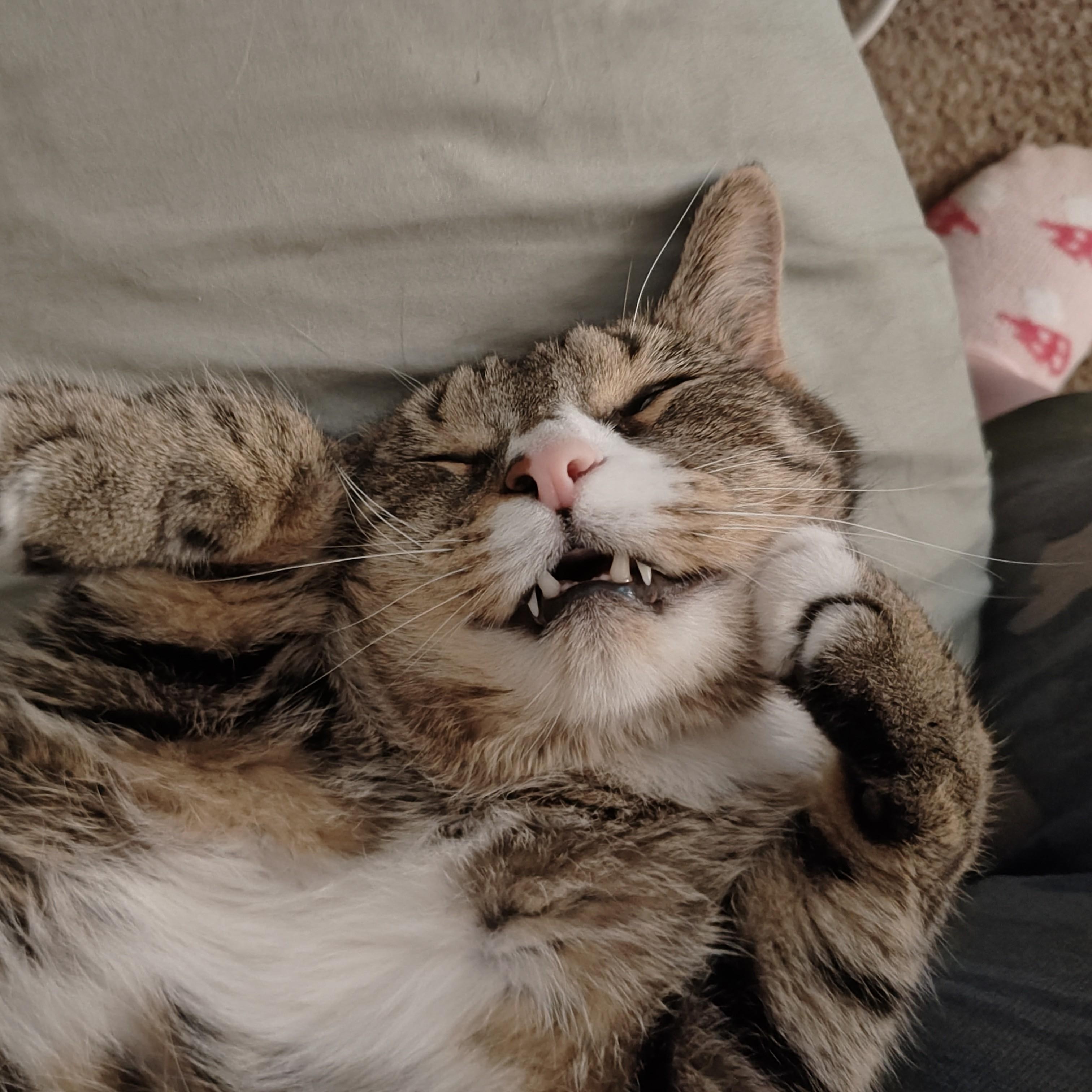 Enlarge Mr. Spice Courtesy Listed, a ADOPTABLE Domestic Short Hair in Midland, MI image 4/5