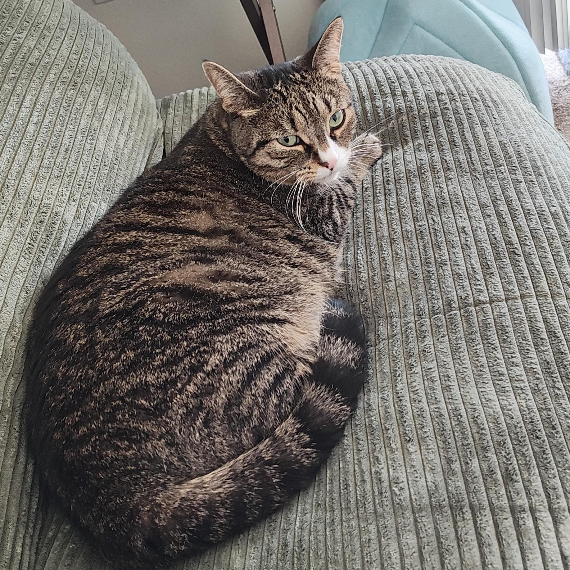 Enlarge Mr. Spice Courtesy Listed, a ADOPTABLE Domestic Short Hair in Midland, MI image 3/5