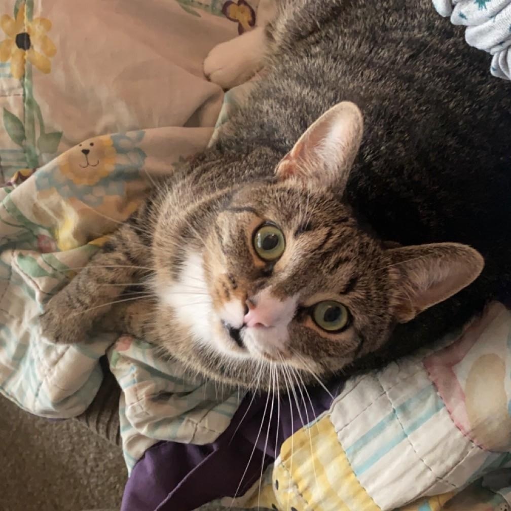 Enlarge Mr. Spice Courtesy Listed, a ADOPTABLE Domestic Short Hair in Midland, MI image 2/5