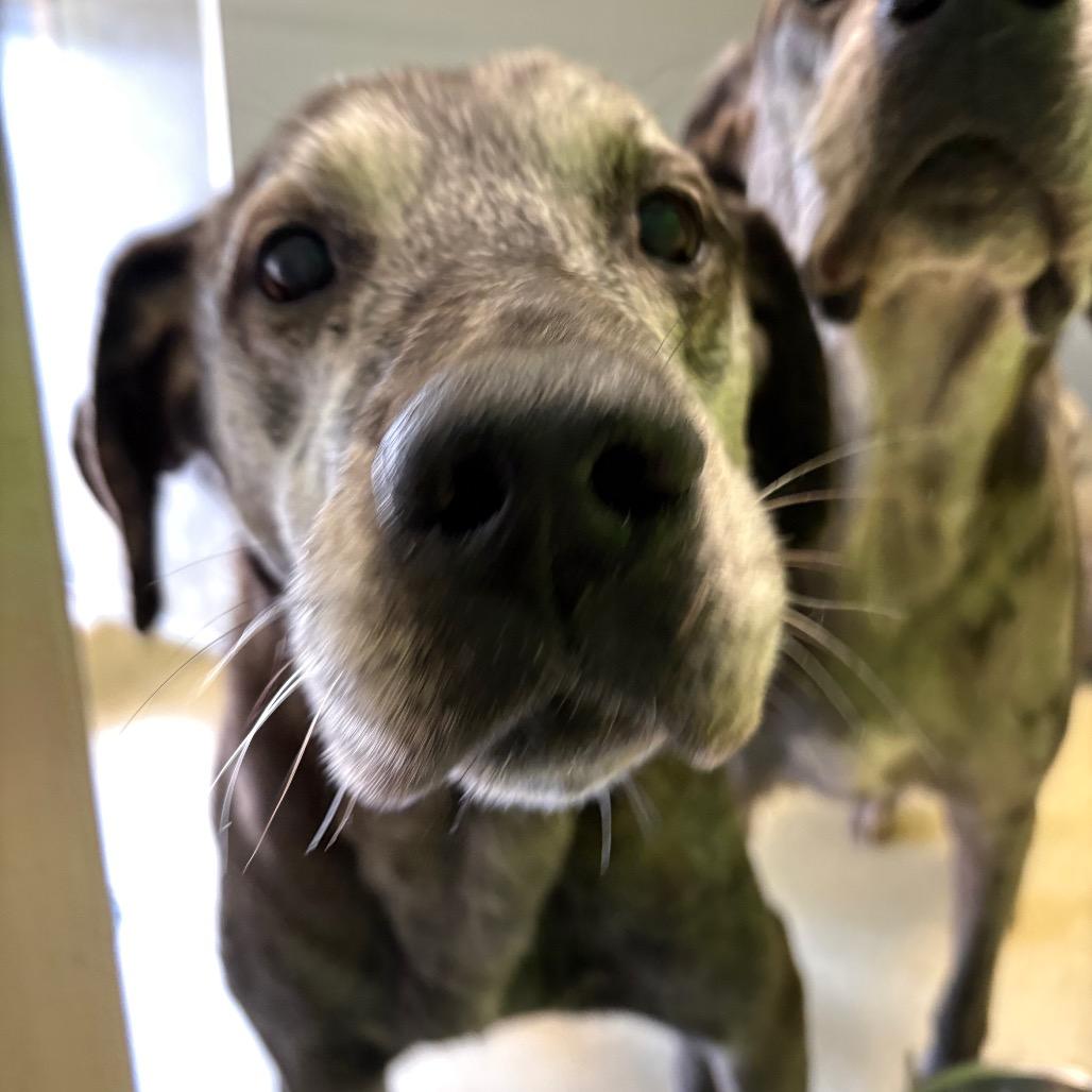 Deuce, Adoptable, Senior Male Great Dane & German Shepherd Dog.