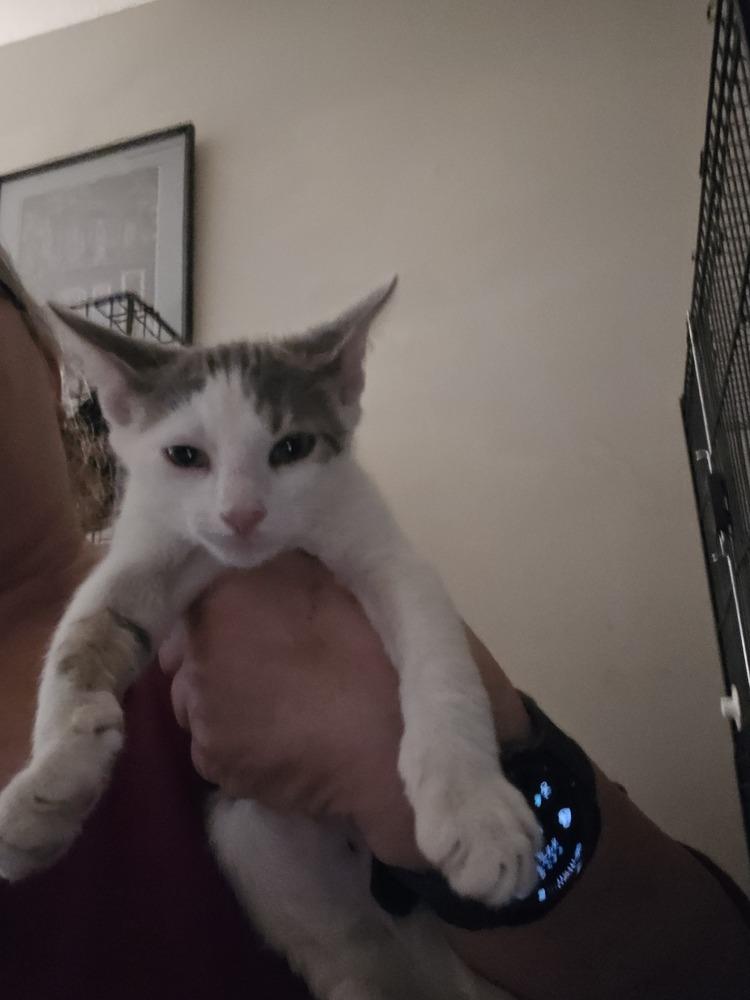 Enlarge Gray, a Adoptable Domestic Short Hair in Ruskin, FL image 1/1