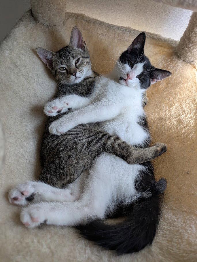 Timiou (mâle) et Brunette (femelle), Adopted, Kitten Male Domestic Short Hair.