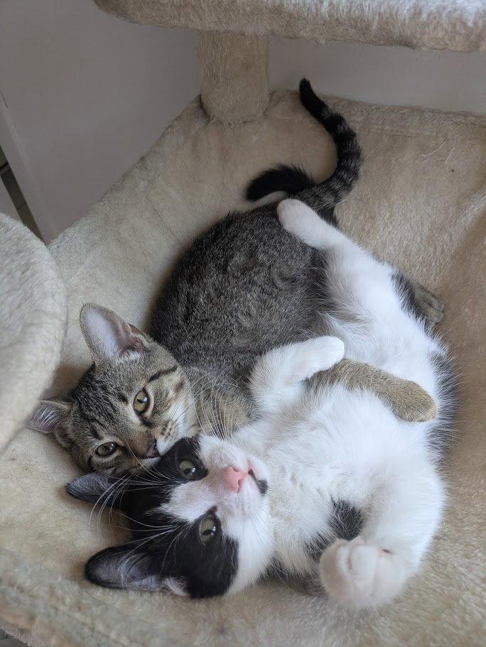 Enlarge Timiou (mâle) et Brunette (femelle), a Adopted Domestic Short Hair in Montreal, QC image 2/3