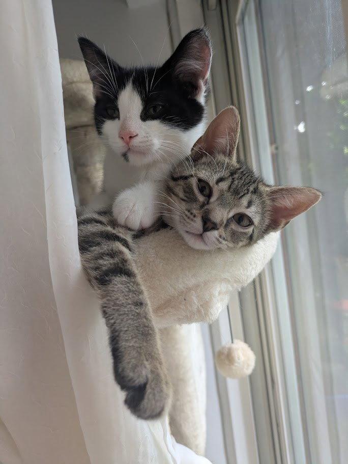 Enlarge Timiou (mâle) et Brunette (femelle), a Adopted Domestic Short Hair in Montreal, QC image 3/3