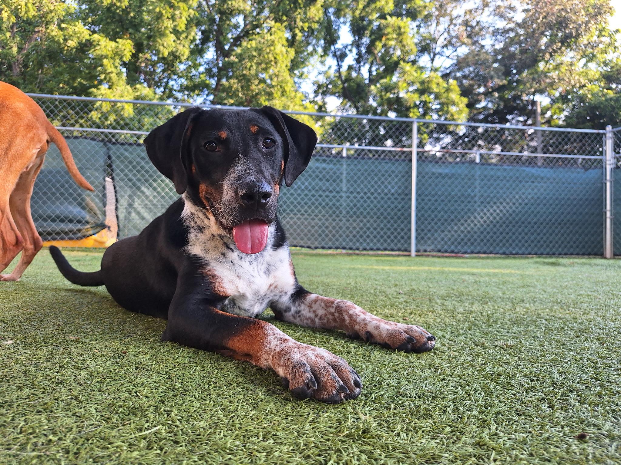 Enlarge Raine, a Adopted mixed breed in Radcliff, KY image 1/1