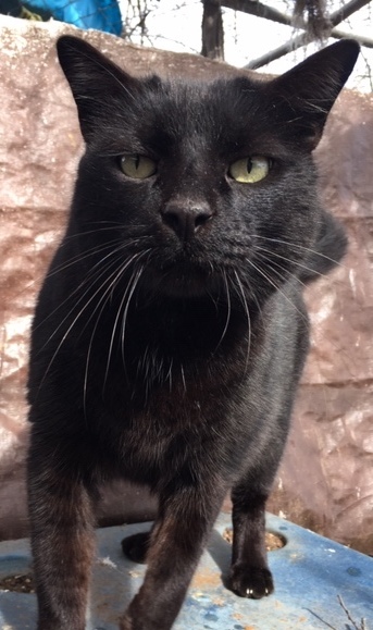 Enlarge shadow, a Adoptable Domestic Medium Hair in Haslet, TX image 1/1