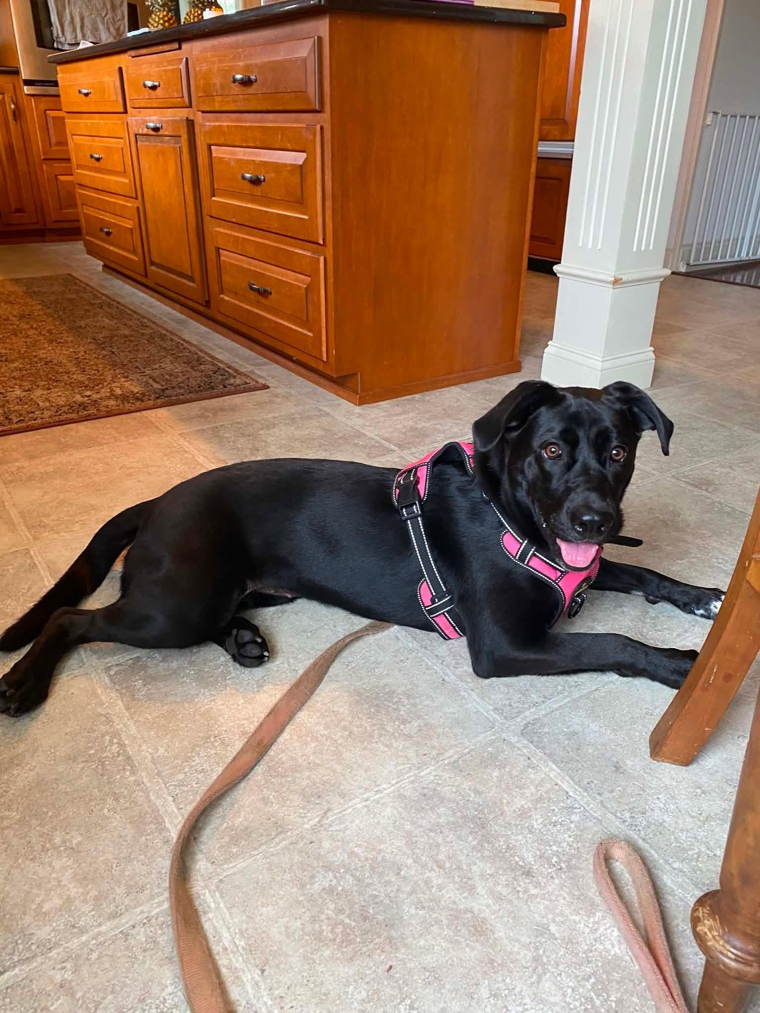 Bonnie, Adoptable, Young Female Labrador Retriever.