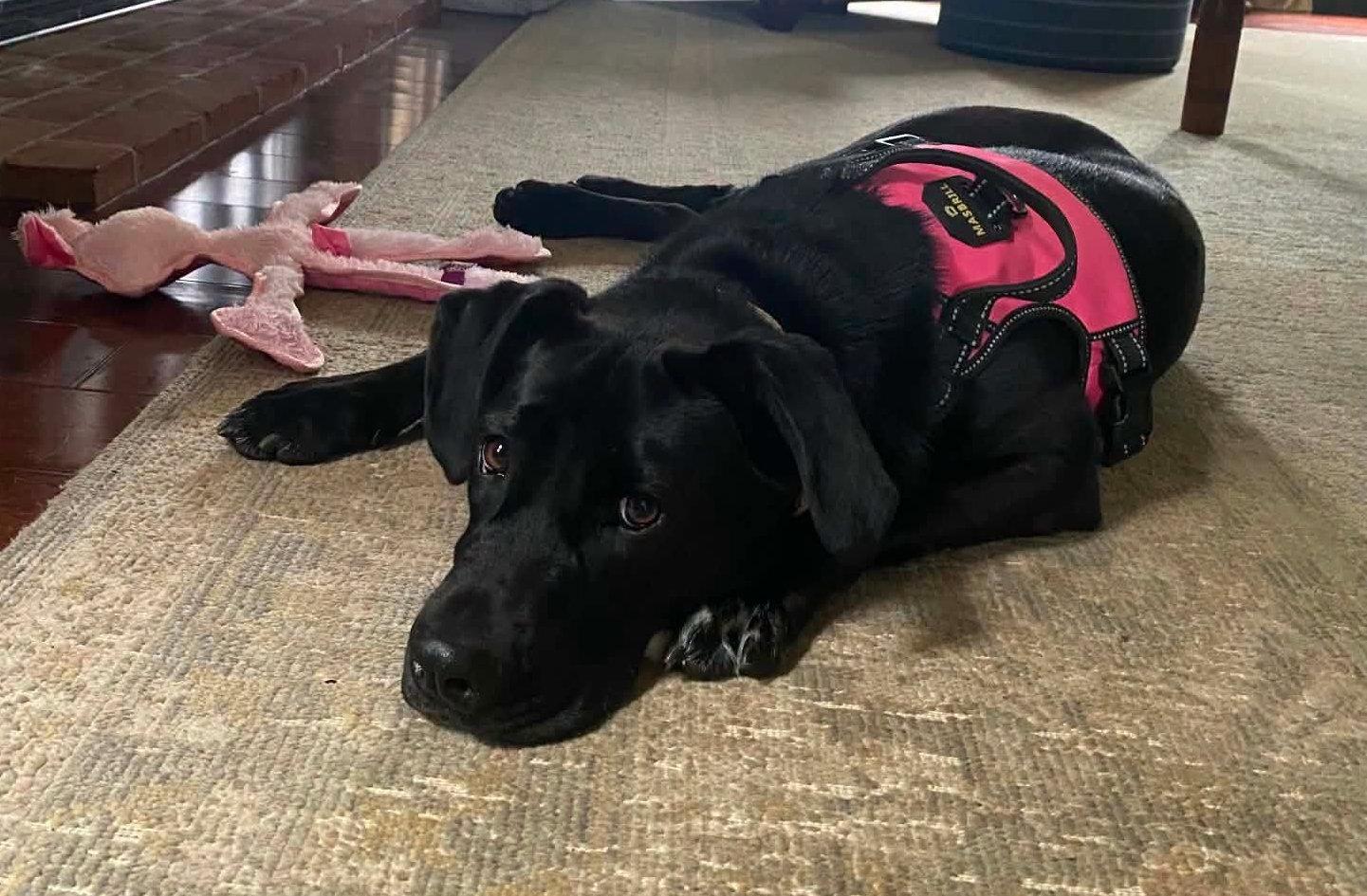 Enlarge Bonnie, a Adoptable Labrador Retriever in Shillington, PA image 2/3