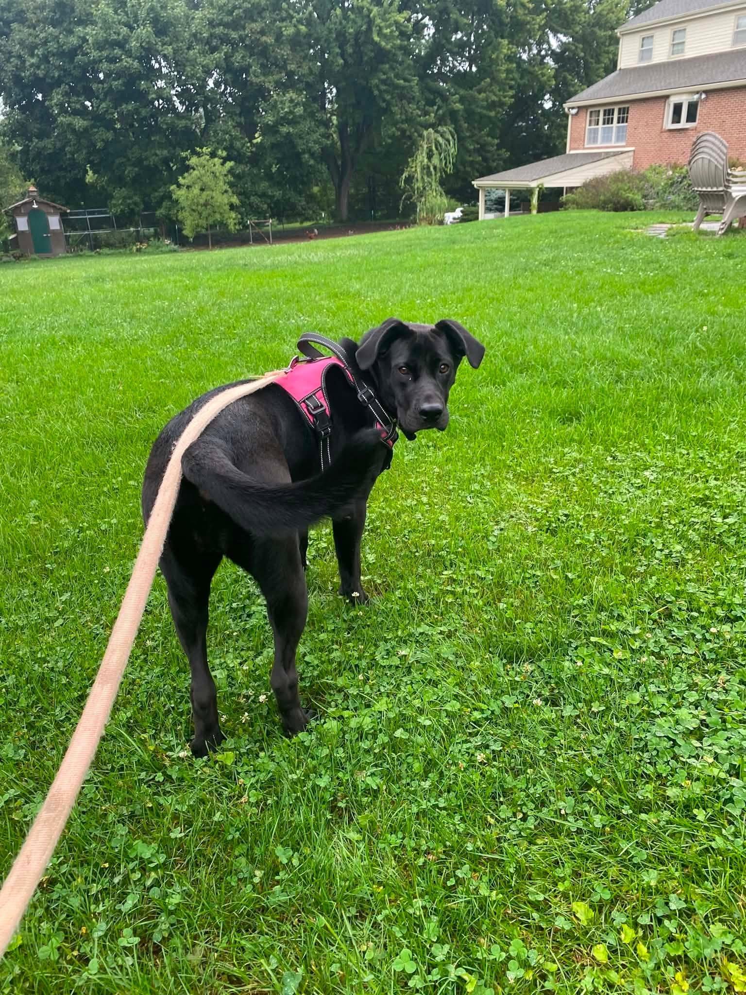 Enlarge Bonnie, a Adoptable Labrador Retriever in Shillington, PA image 3/3