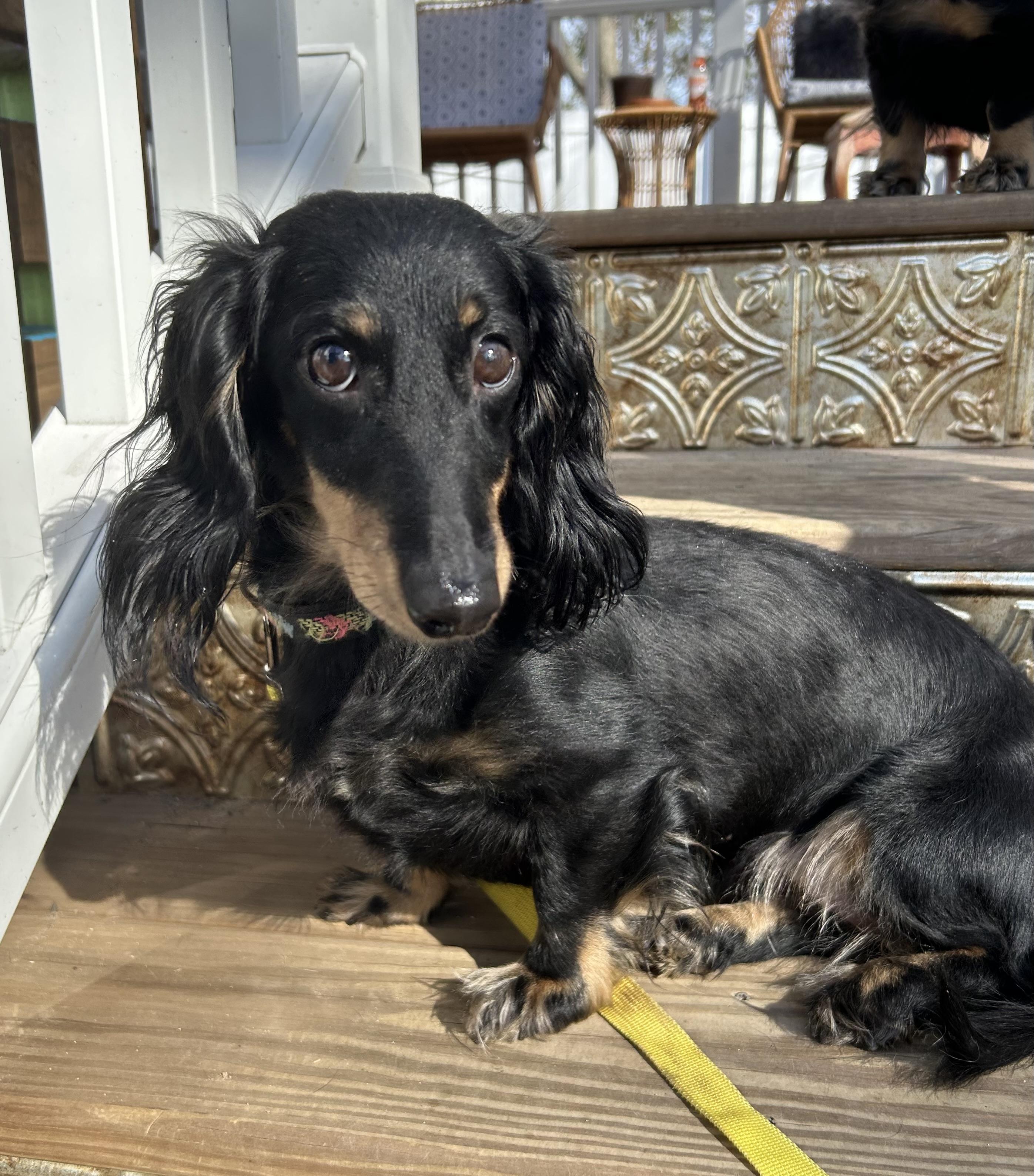 Lilo, adopted, Adult Female Dachshund.