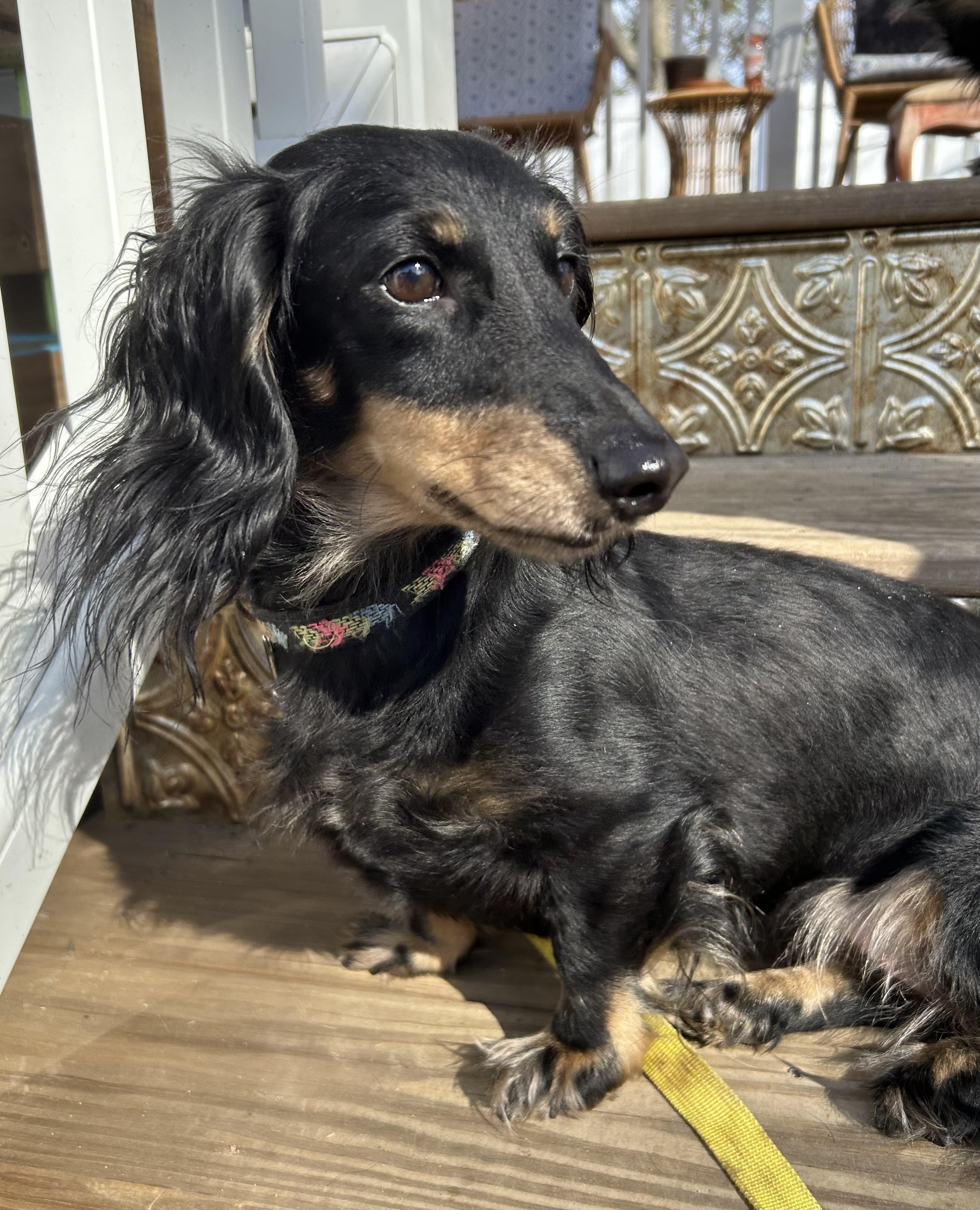 Enlarge Lilo, an adopted Dachshund in Closter, NJ image 2/3