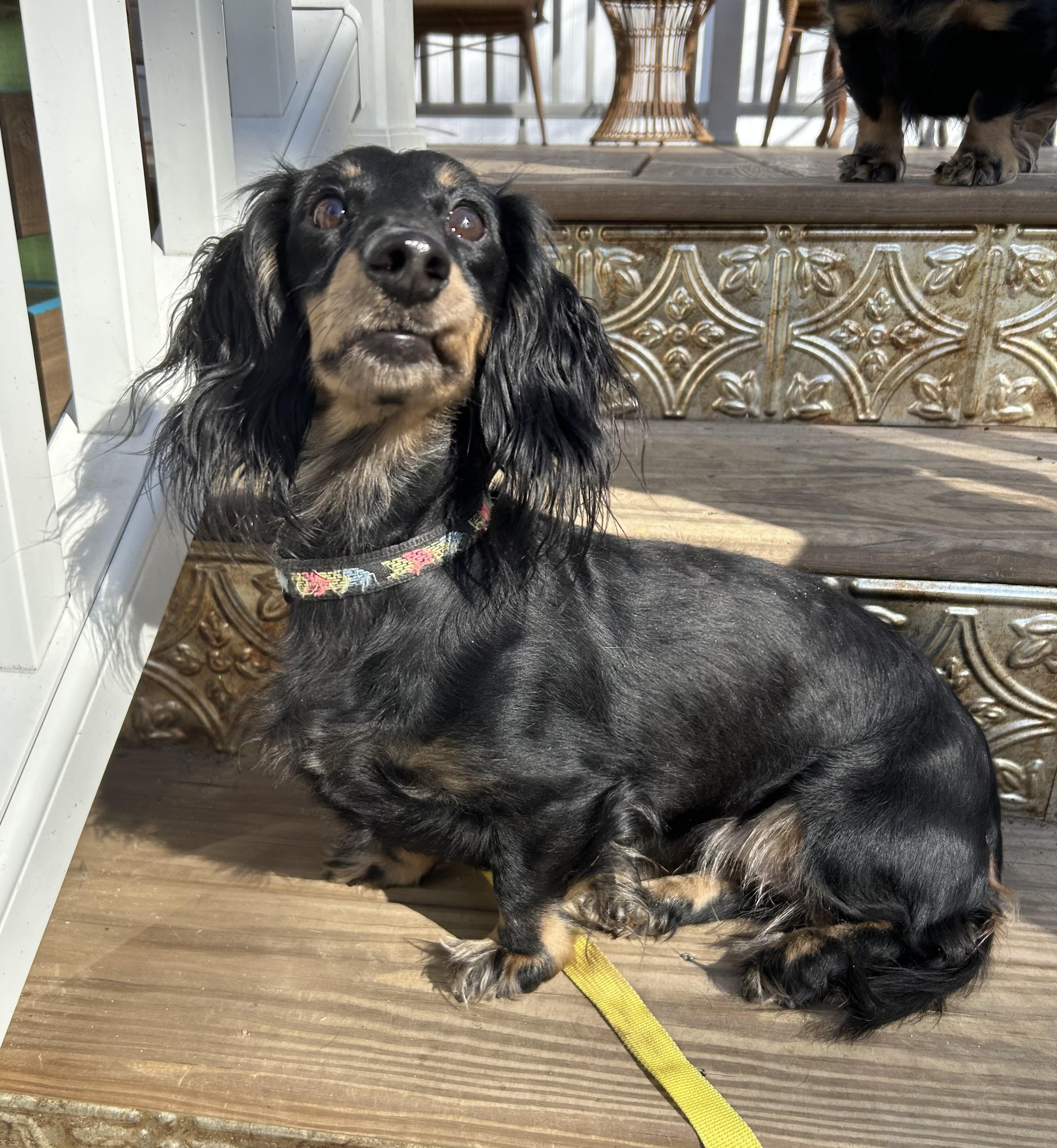 Enlarge Lilo, an adopted Dachshund in Closter, NJ image 3/3