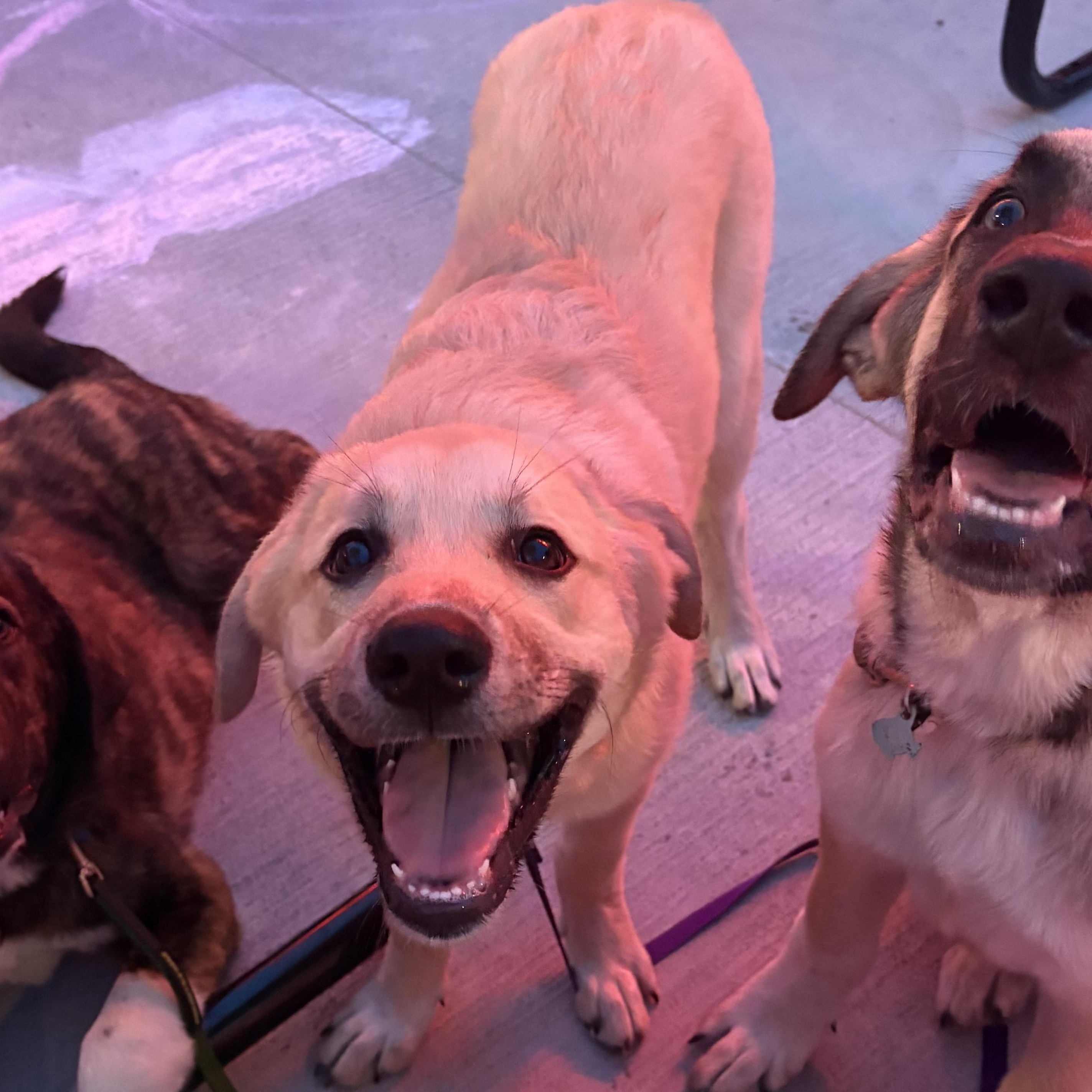 Alfie, Adoptable, Puppy Male Great Pyrenees.