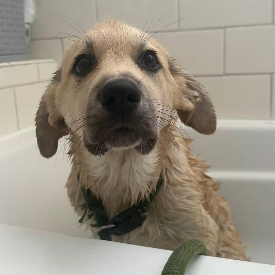 Alfie, a Adoptable mixed breed in Olathe, KS image 3/6
