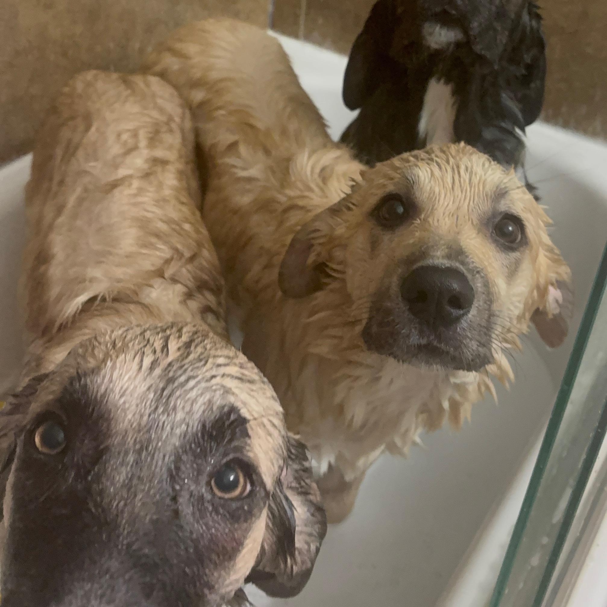 Alfie, a Adoptable mixed breed in Olathe, KS image 5/6