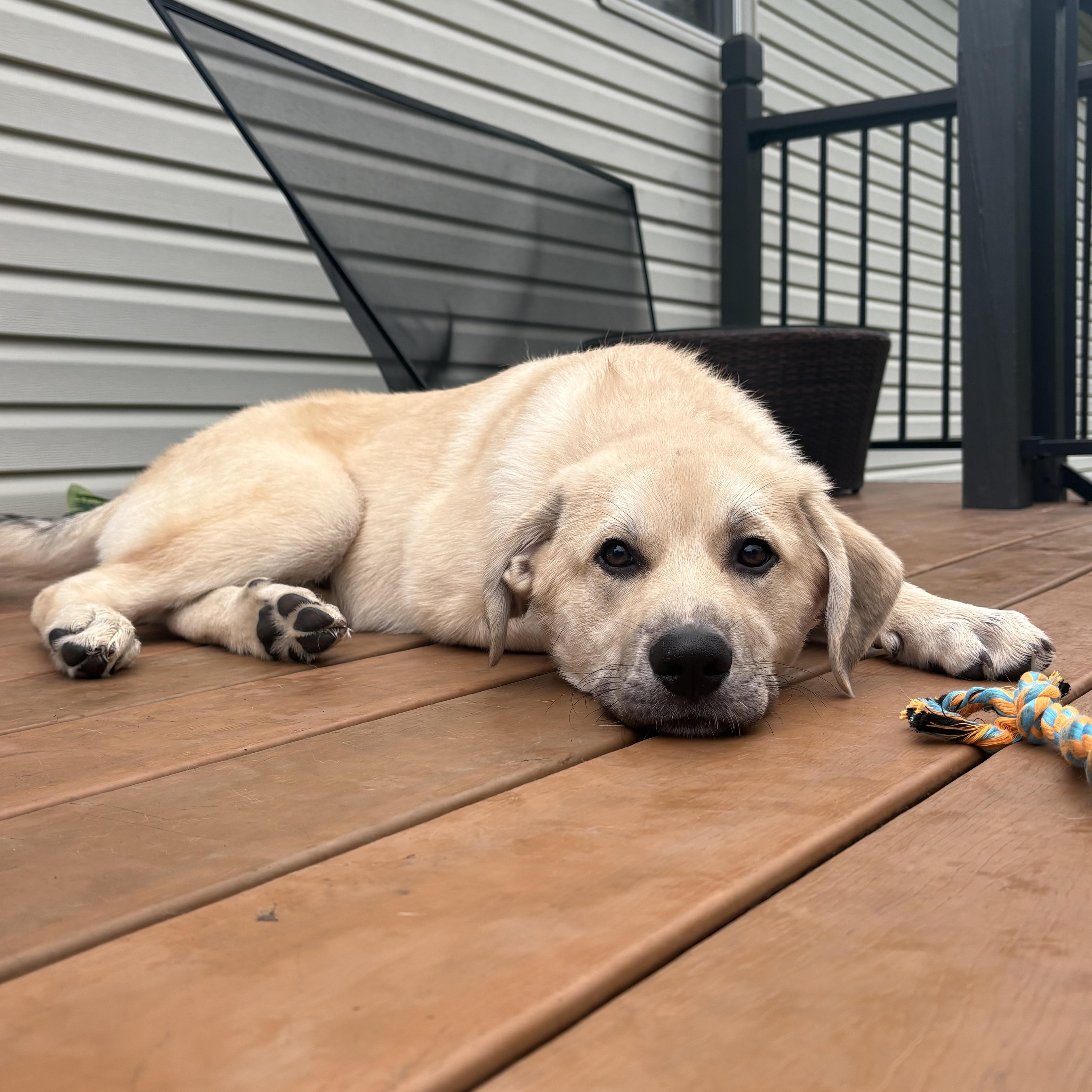 Alfie, a Adoptable mixed breed in Olathe, KS image 6/6