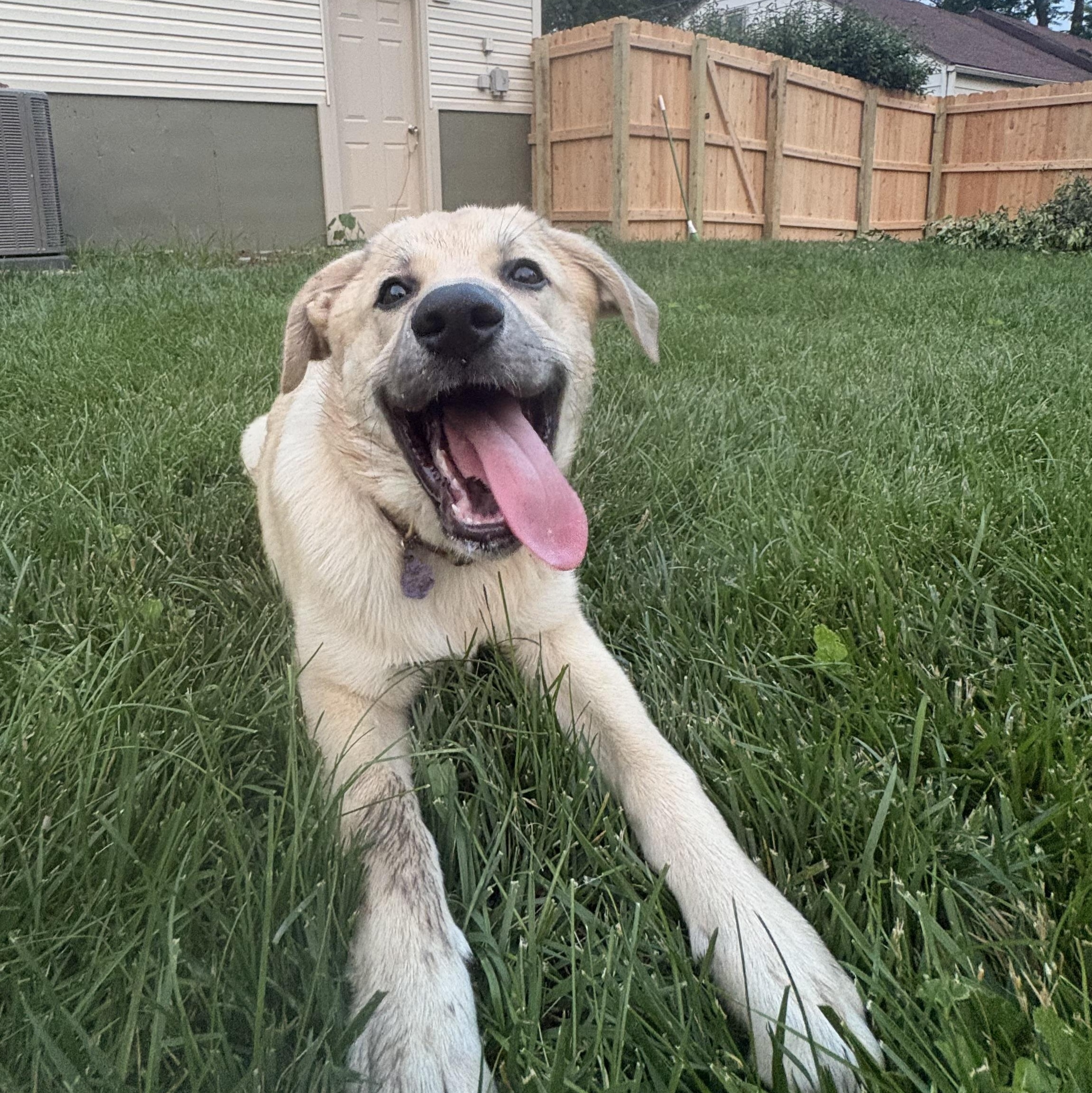 Alfie, a Adoptable mixed breed in Olathe, KS image 4/6