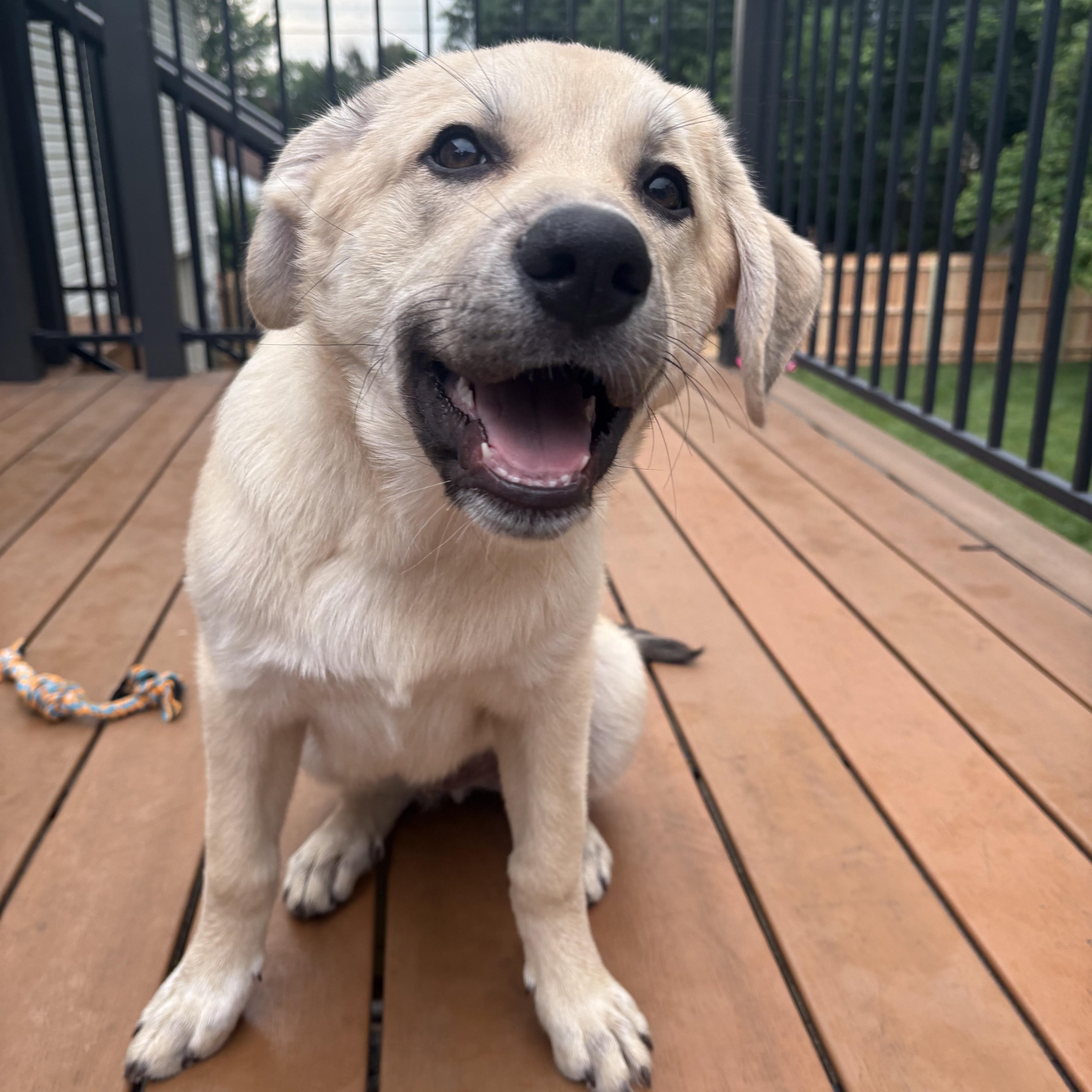 Alfie, a Adoptable mixed breed in Olathe, KS image 2/6