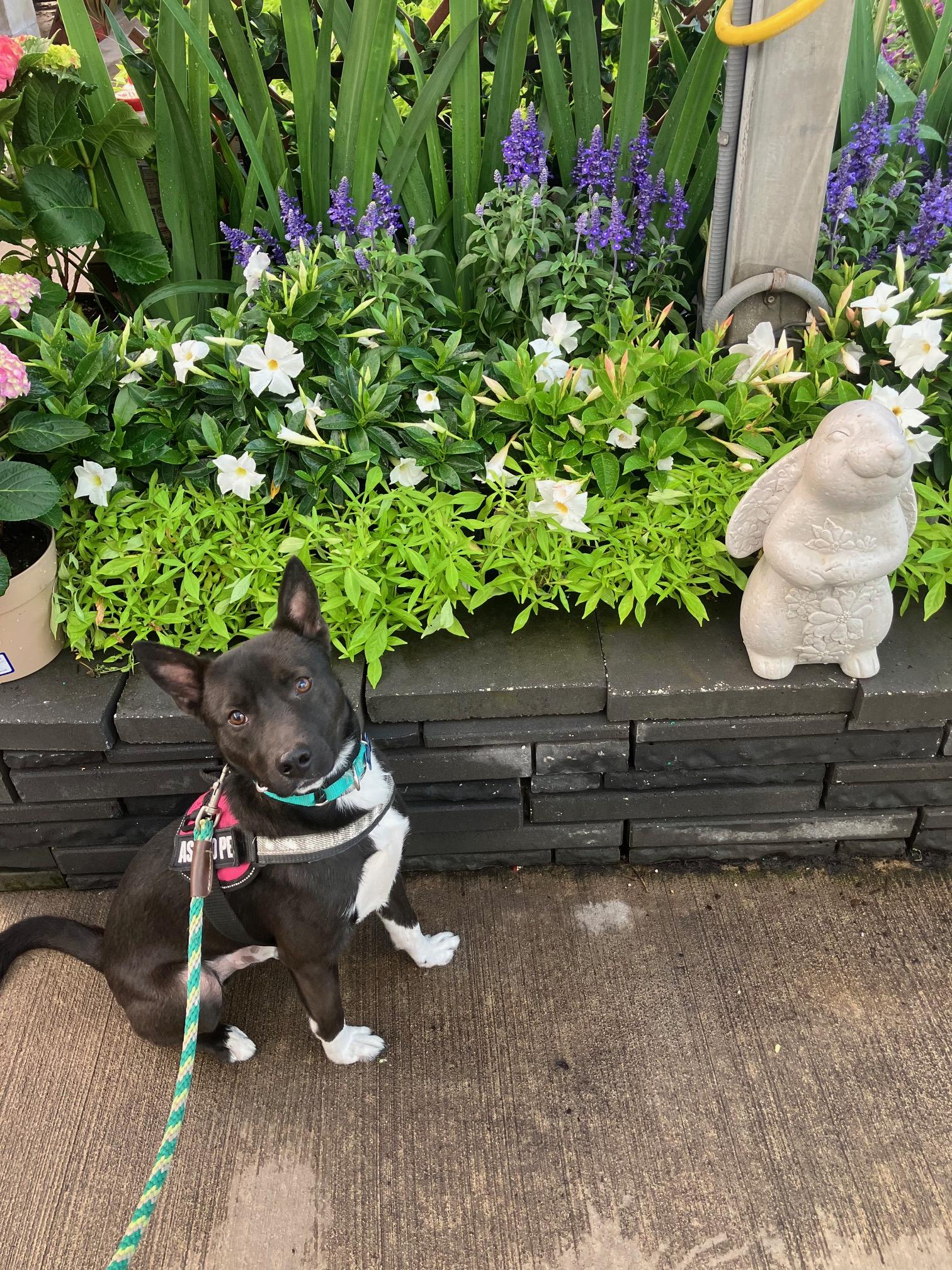 bret, Adoptable, Young Male Australian Cattle Dog / Blue Heeler & Rat Terrier.